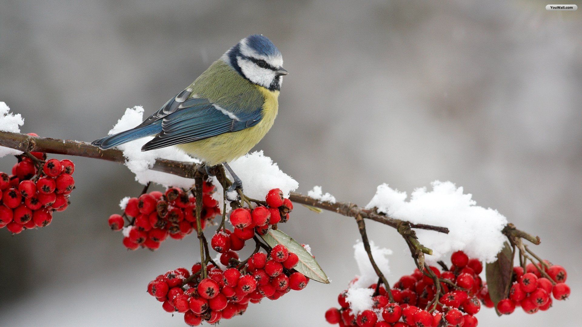 Bird For Computer Wallpapers