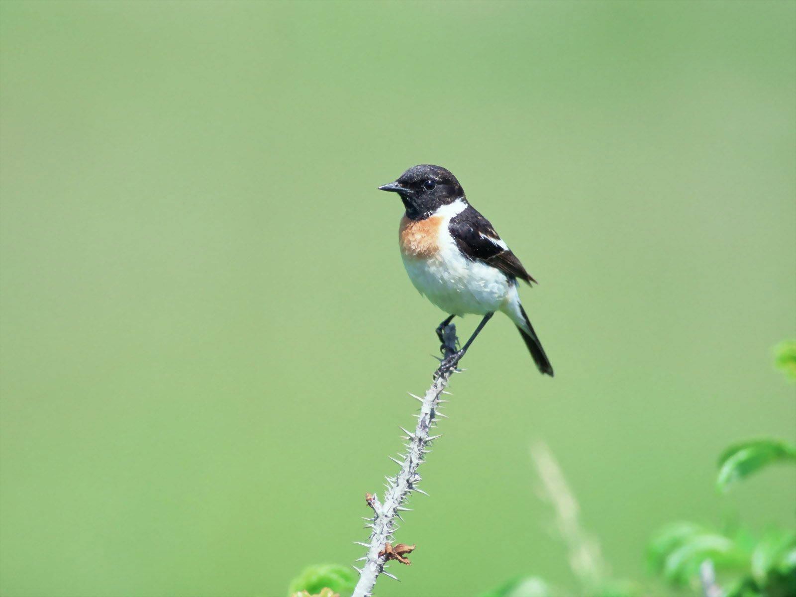 Bird For Computer Wallpapers