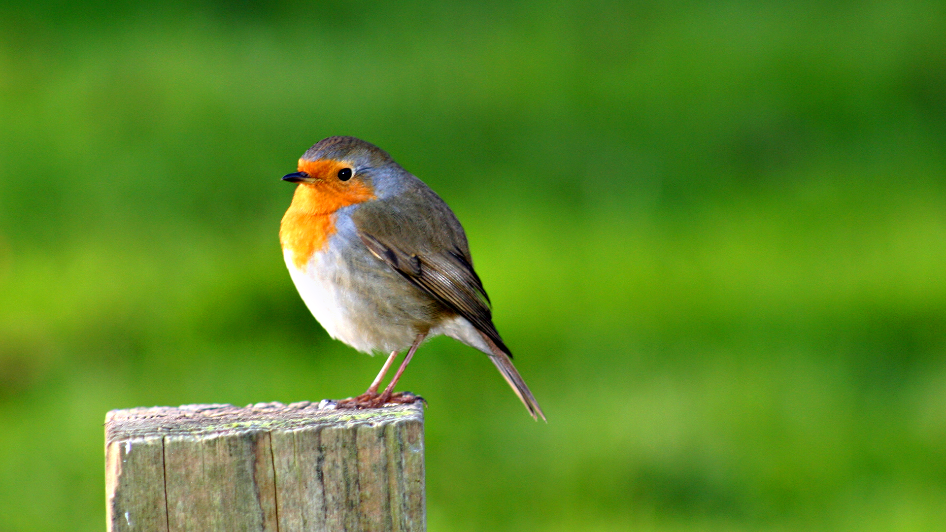 Bird For Computer Wallpapers