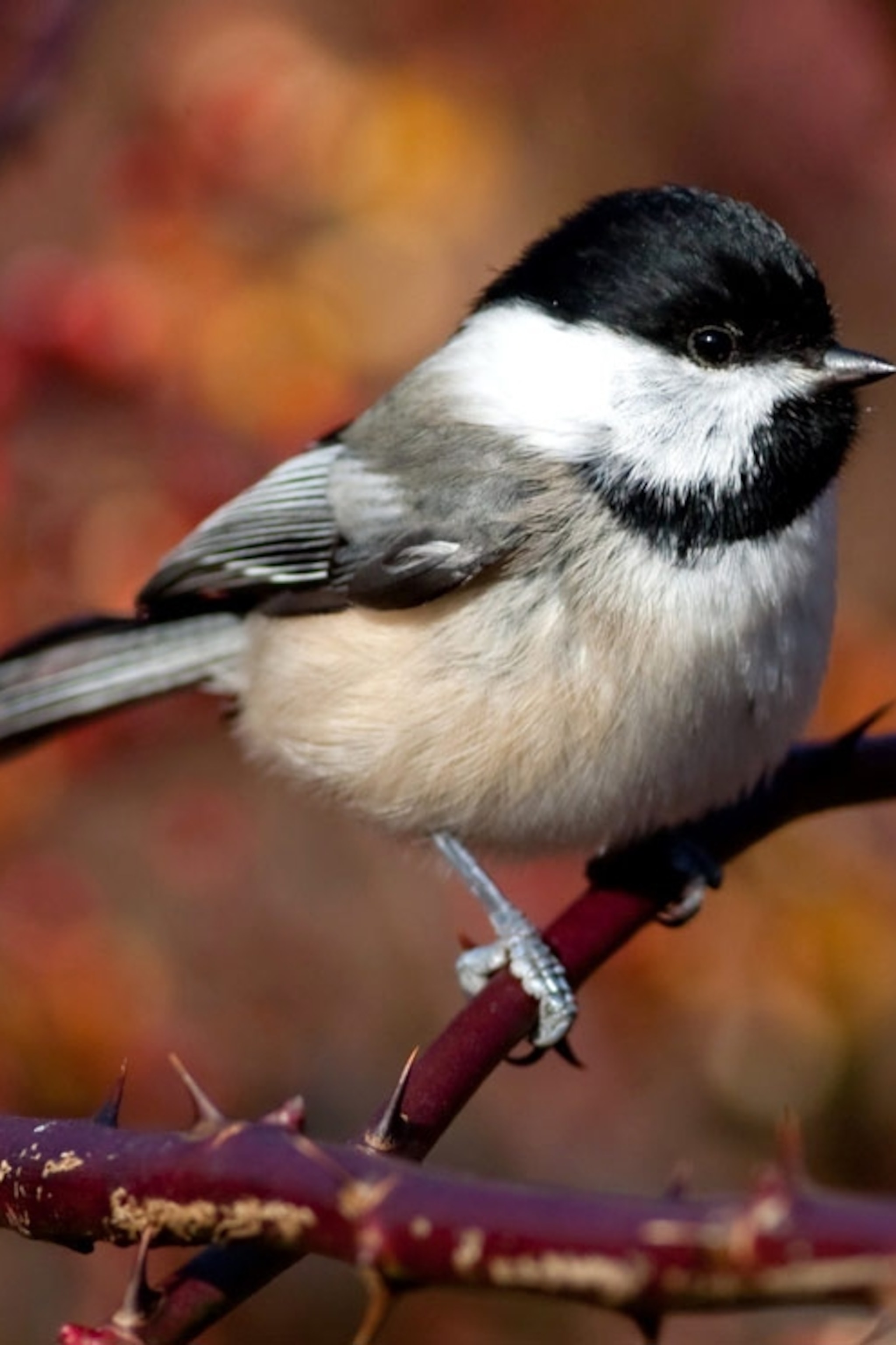 Bird For Computer Wallpapers