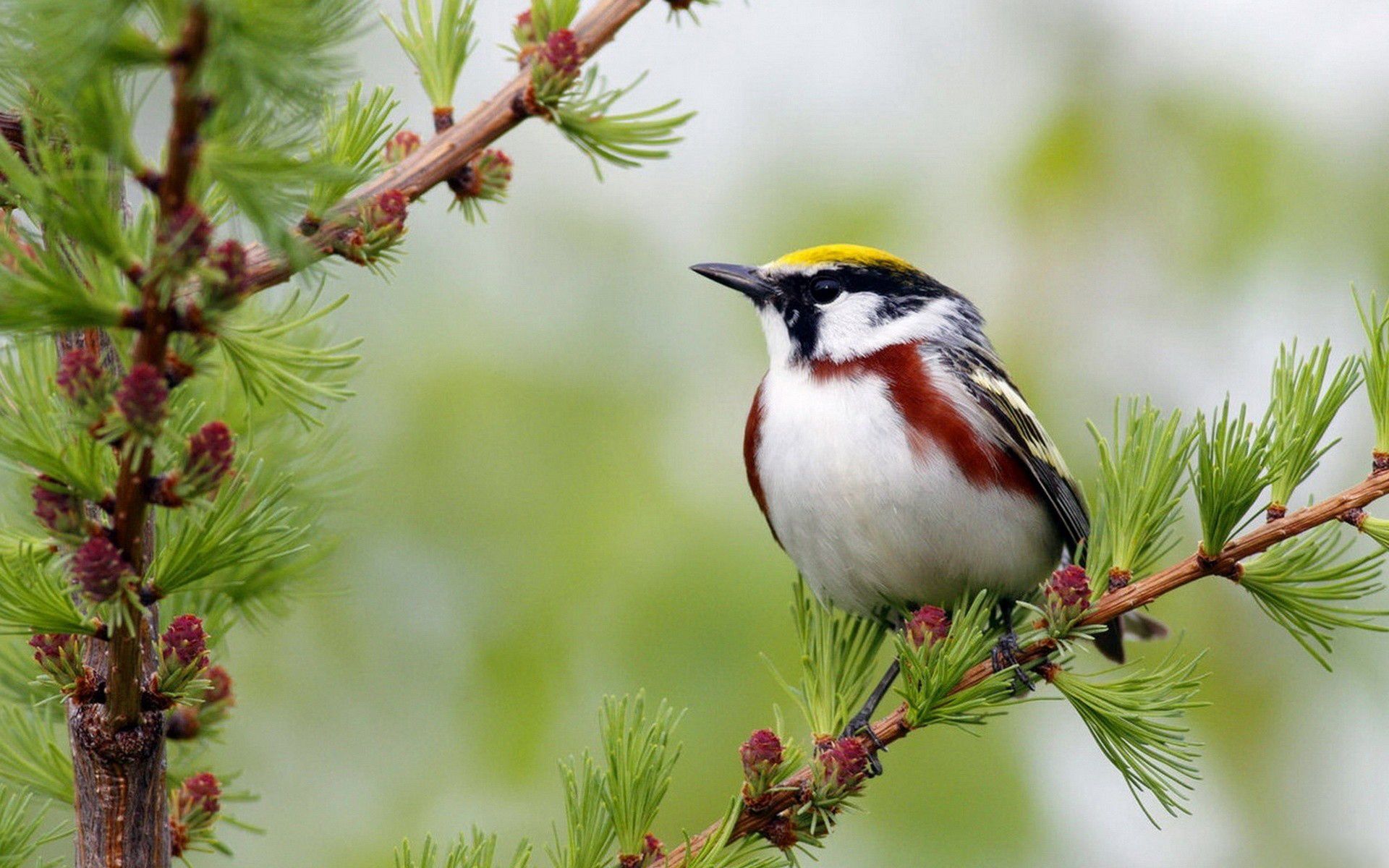 Bird For Computer Wallpapers