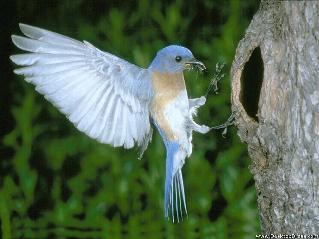 Bird For Computer Wallpapers