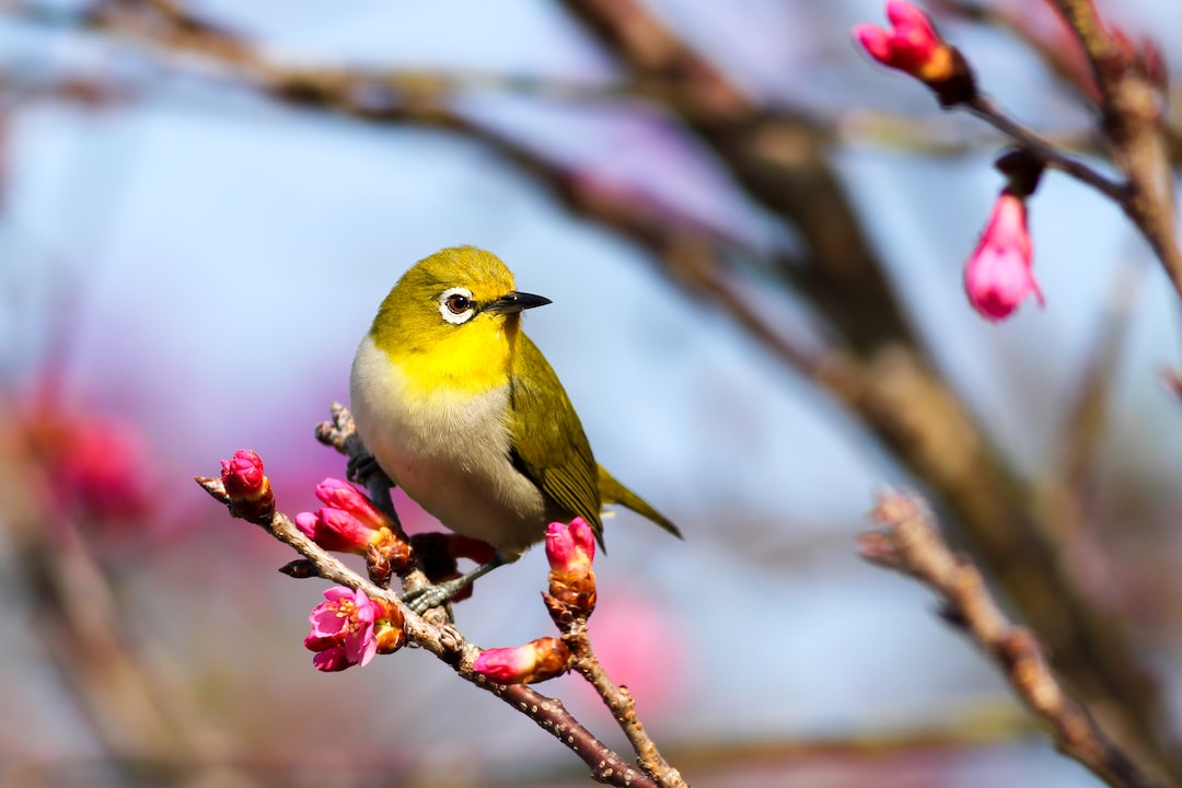 Bird For Computer Wallpapers