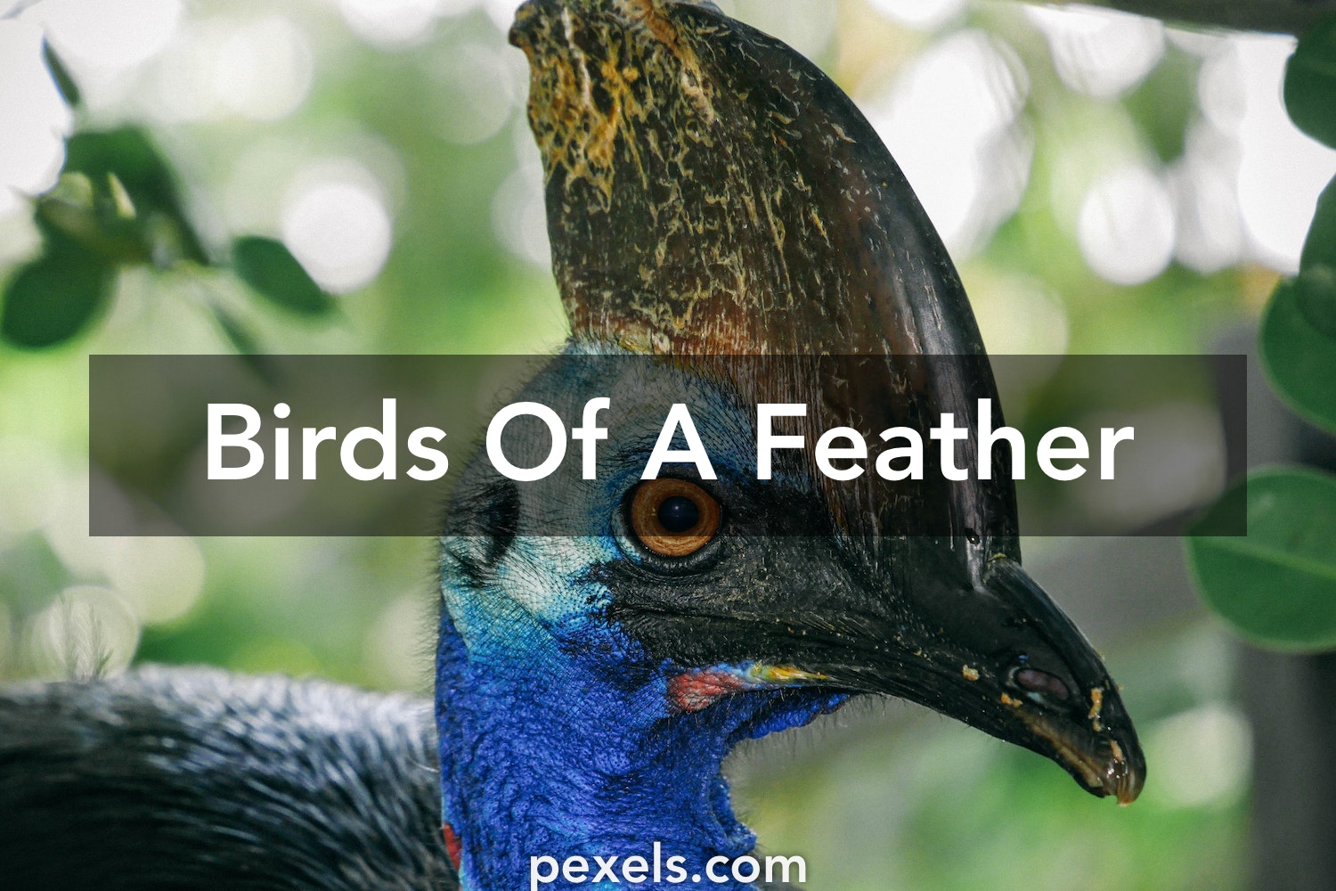 Birds Of A Feather Wallpapers