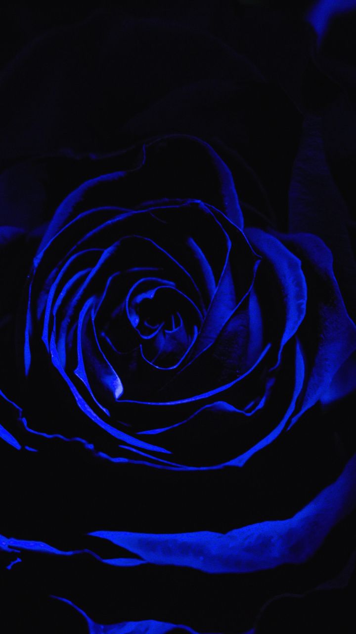 Black And Blue Flower Wallpapers