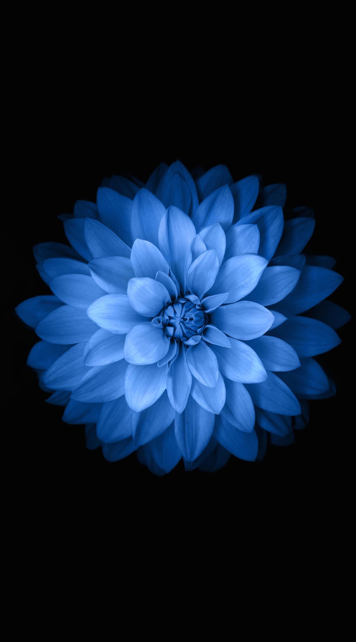 Black And Blue Flower Wallpapers