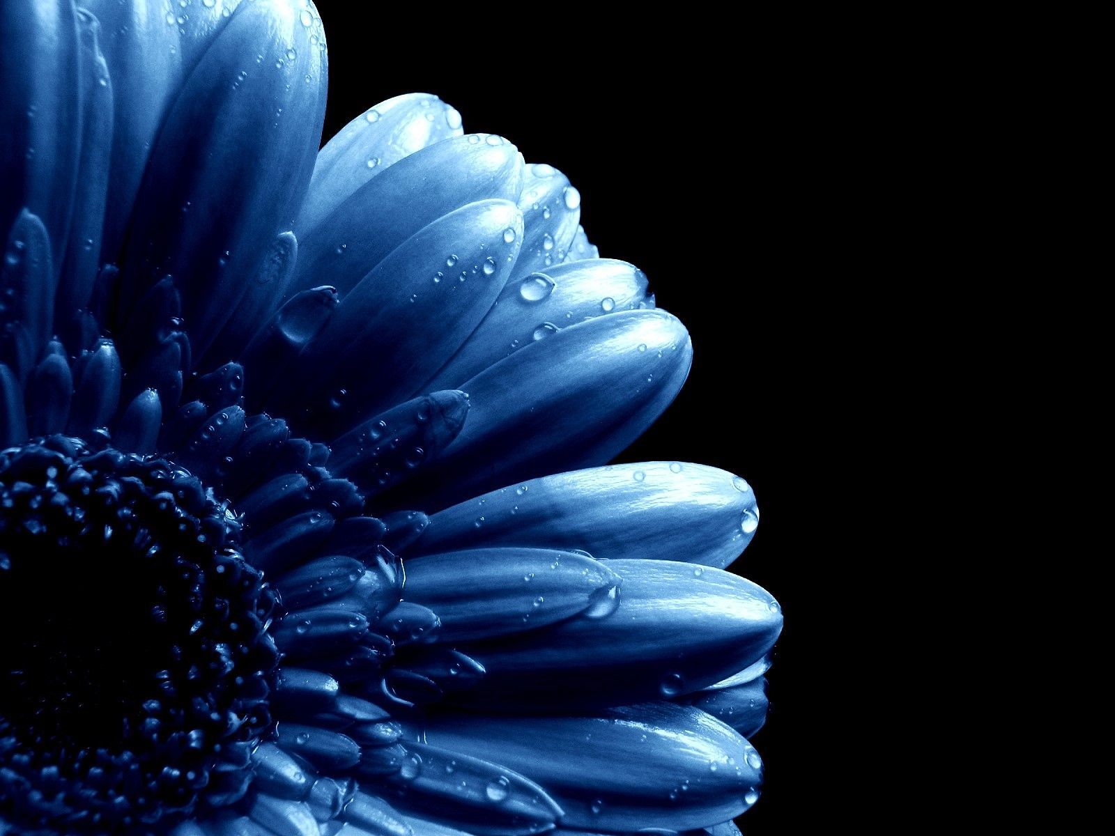 Black And Blue Flower Wallpapers