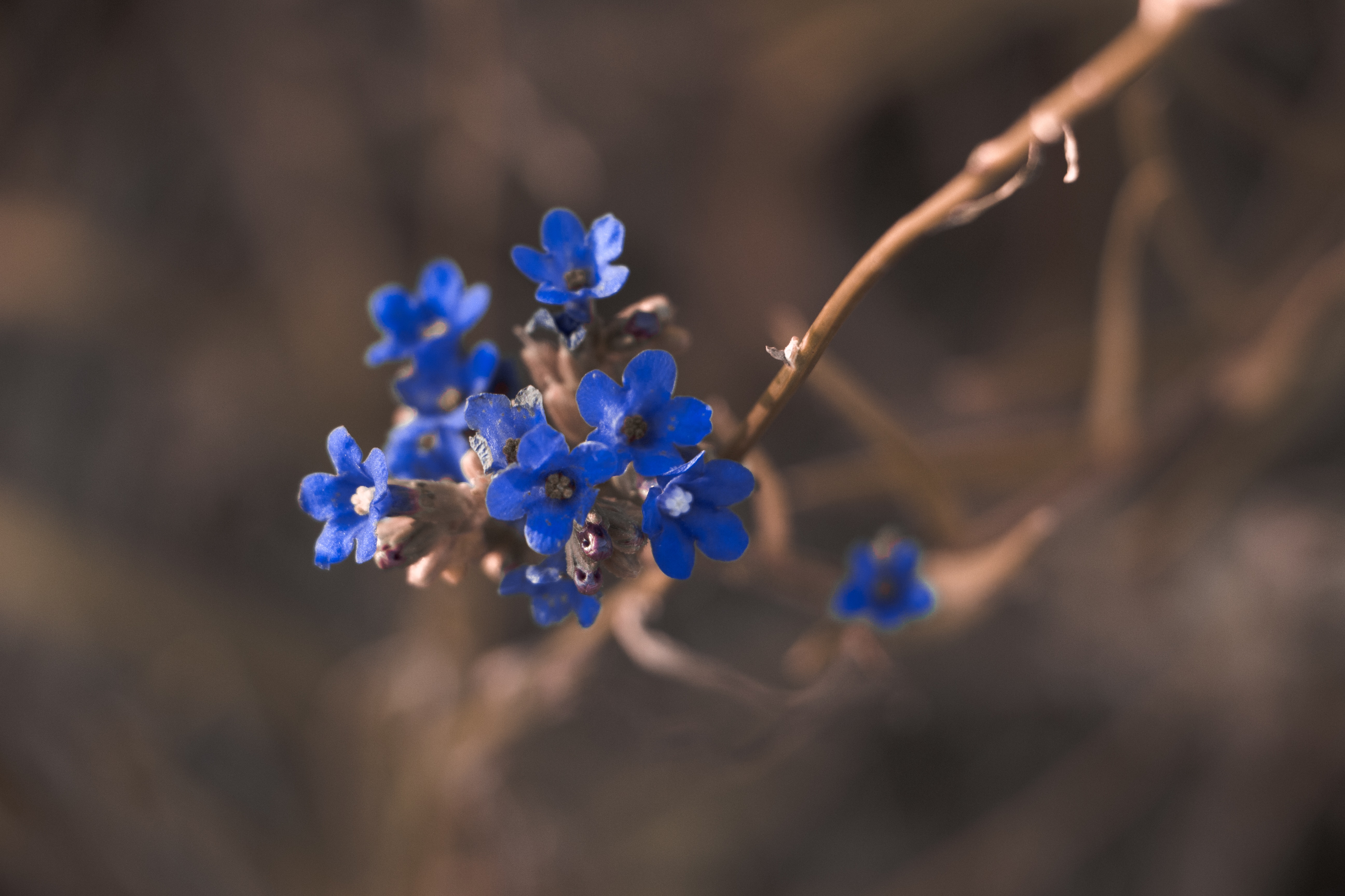 Black And Blue Flower Wallpapers