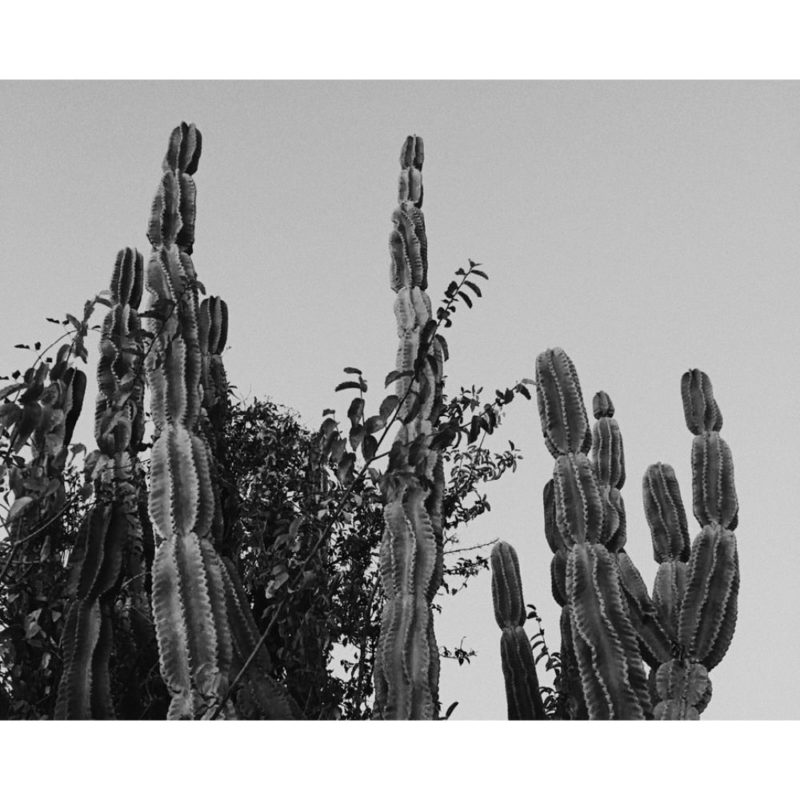 Black And White Cactus Wallpapers