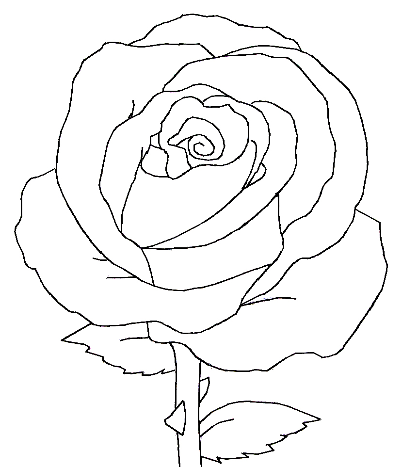 Black And White Rose Drawing Wallpapers