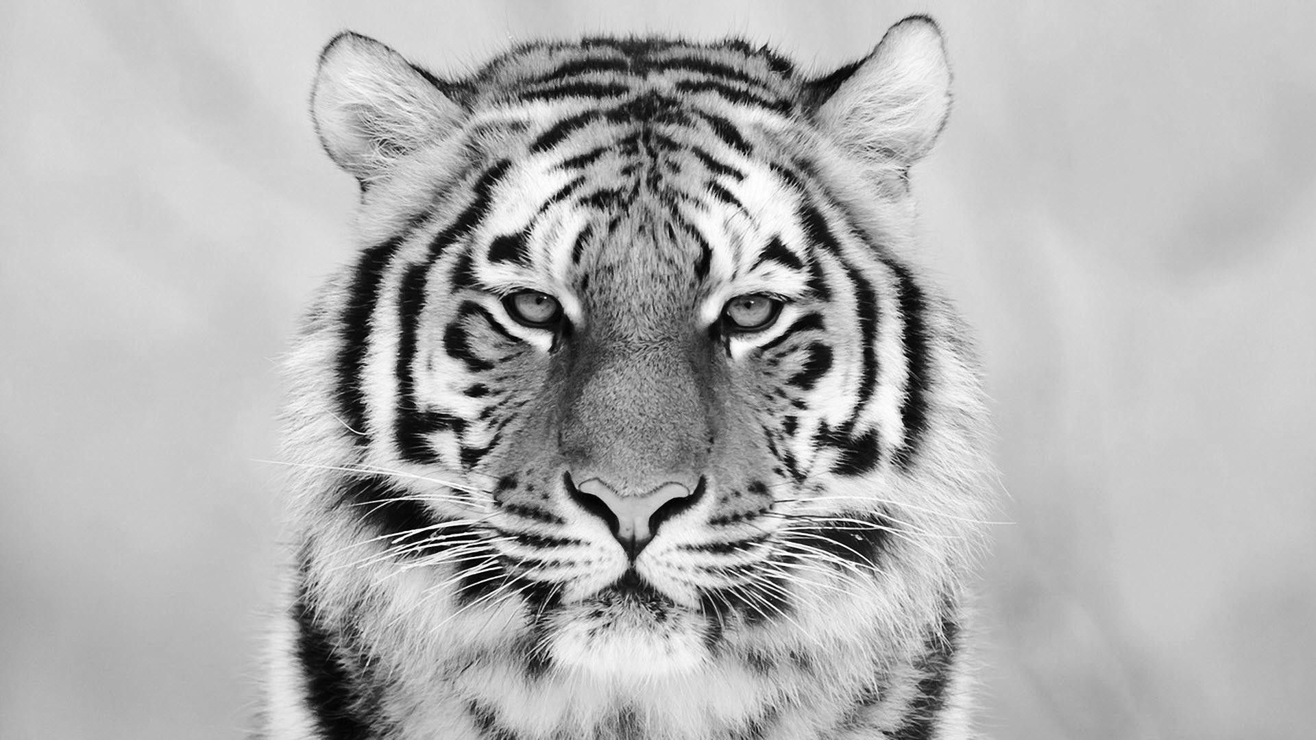 Black And White Tiger Wallpapers