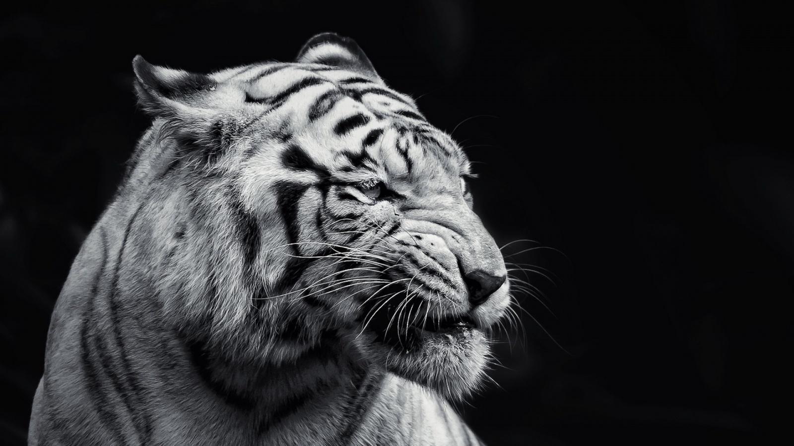 Black And White Tiger Wallpapers