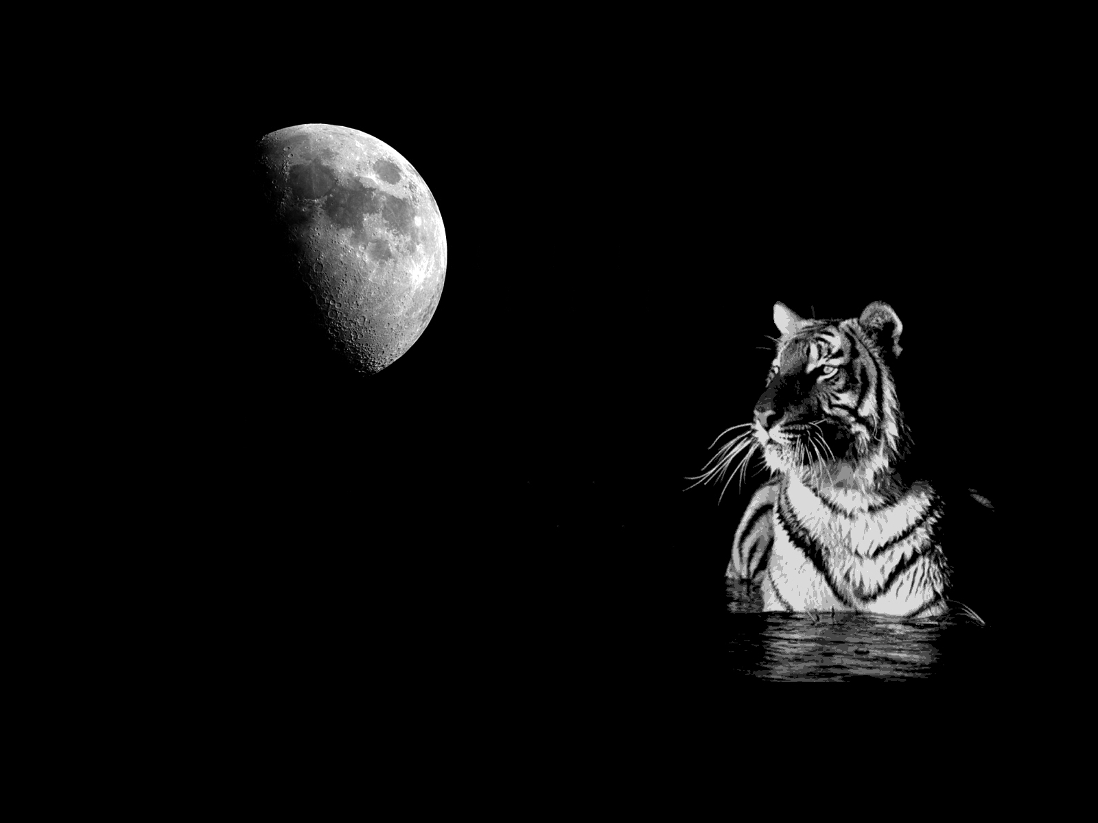 Black And White Tiger Wallpapers