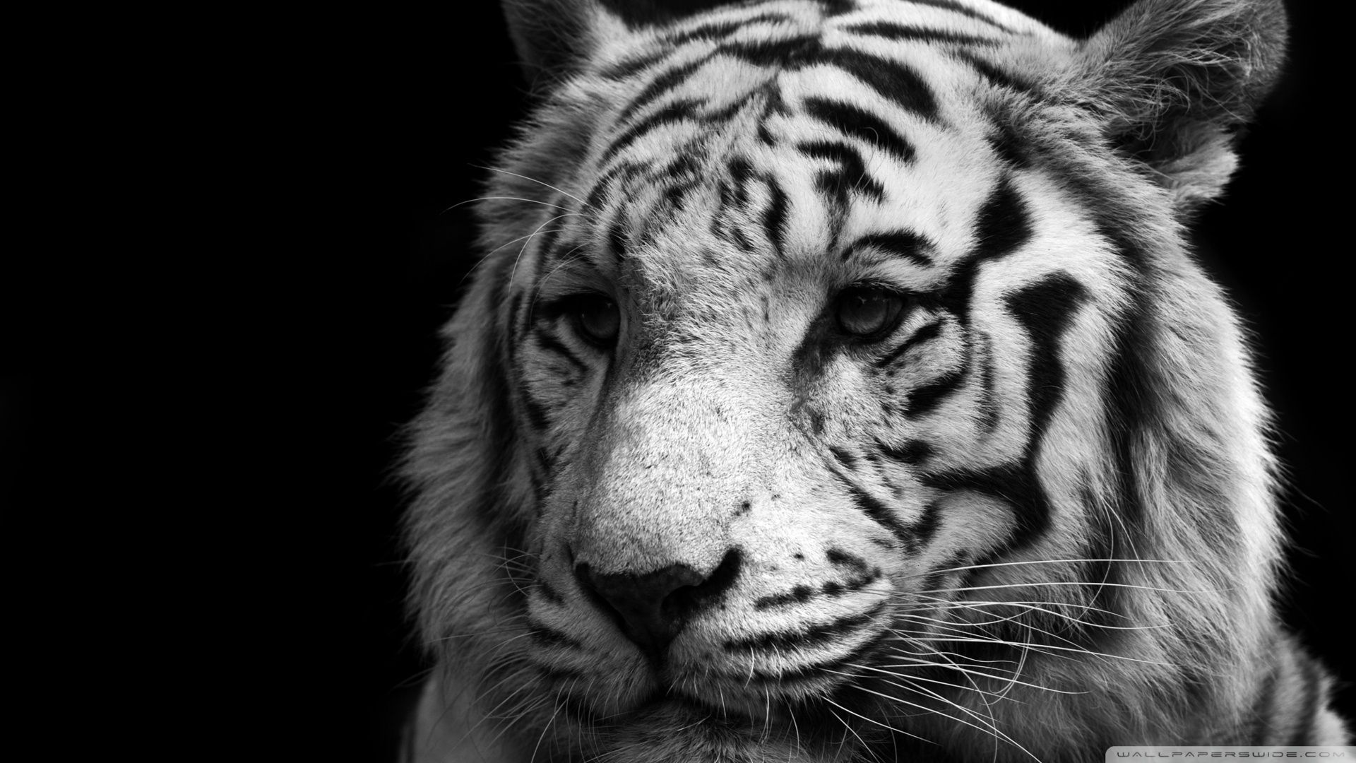 Black And White Tiger Wallpapers