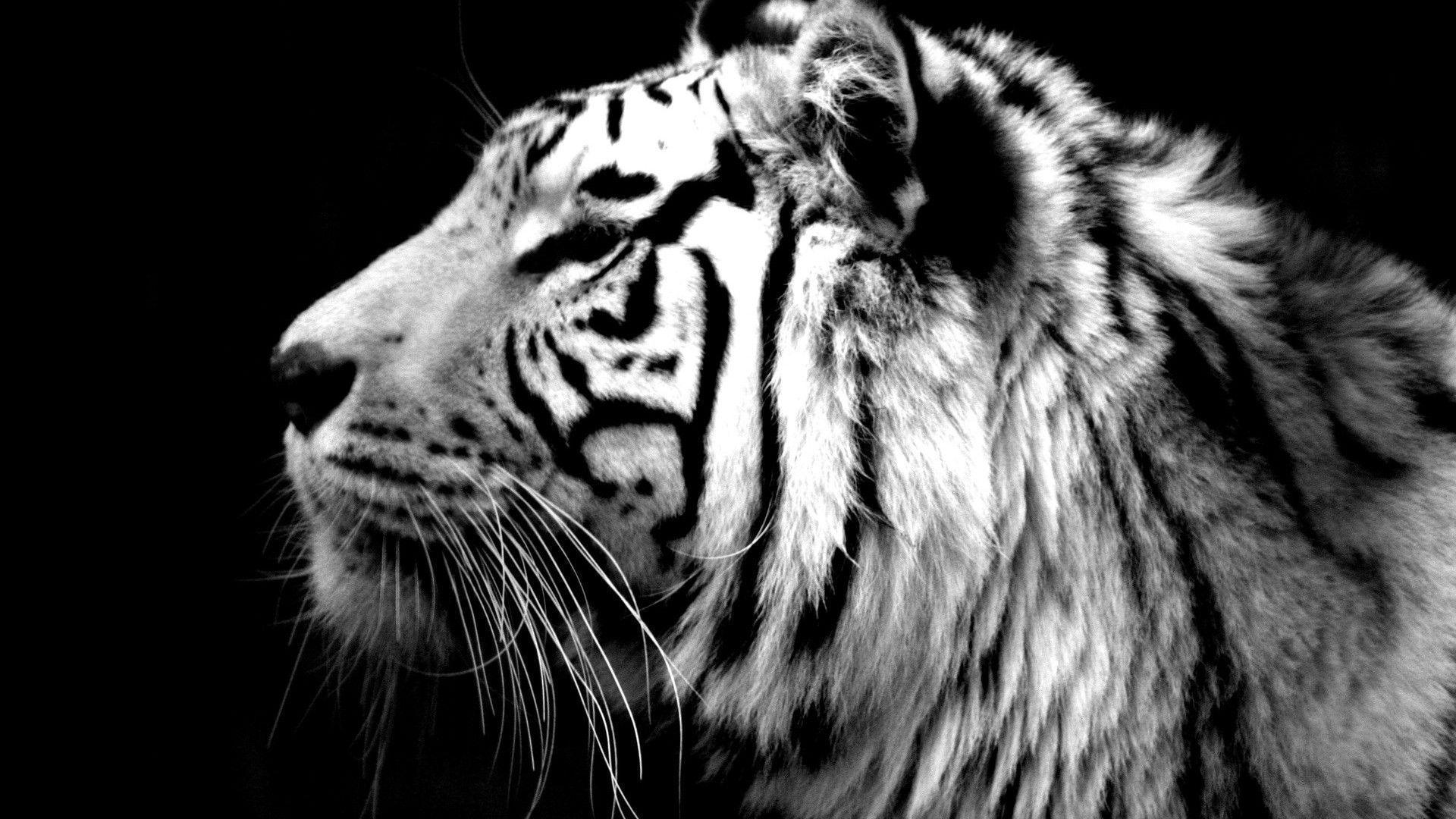 Black And White Tiger Wallpapers