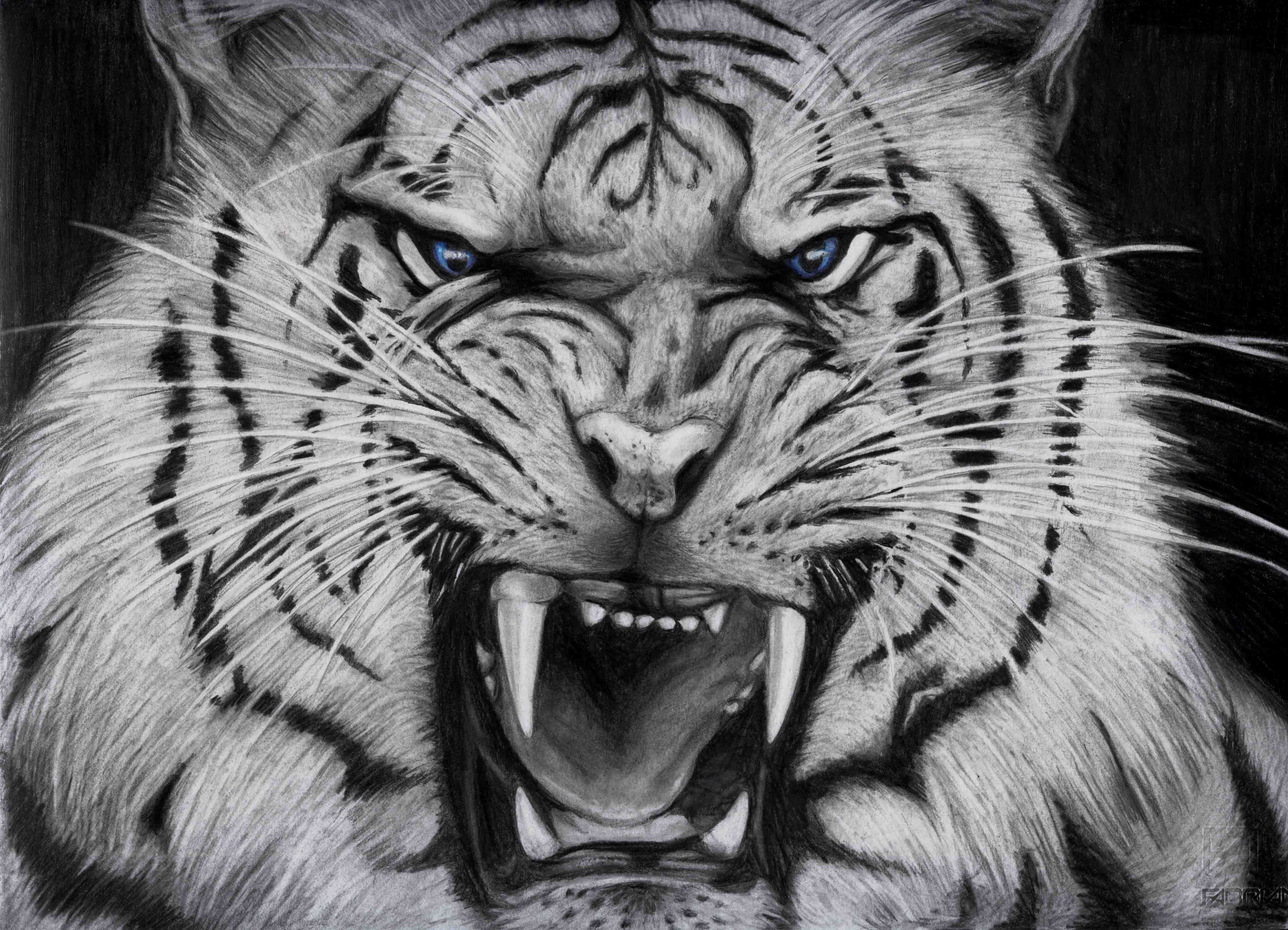 Black And White Tiger Wallpapers