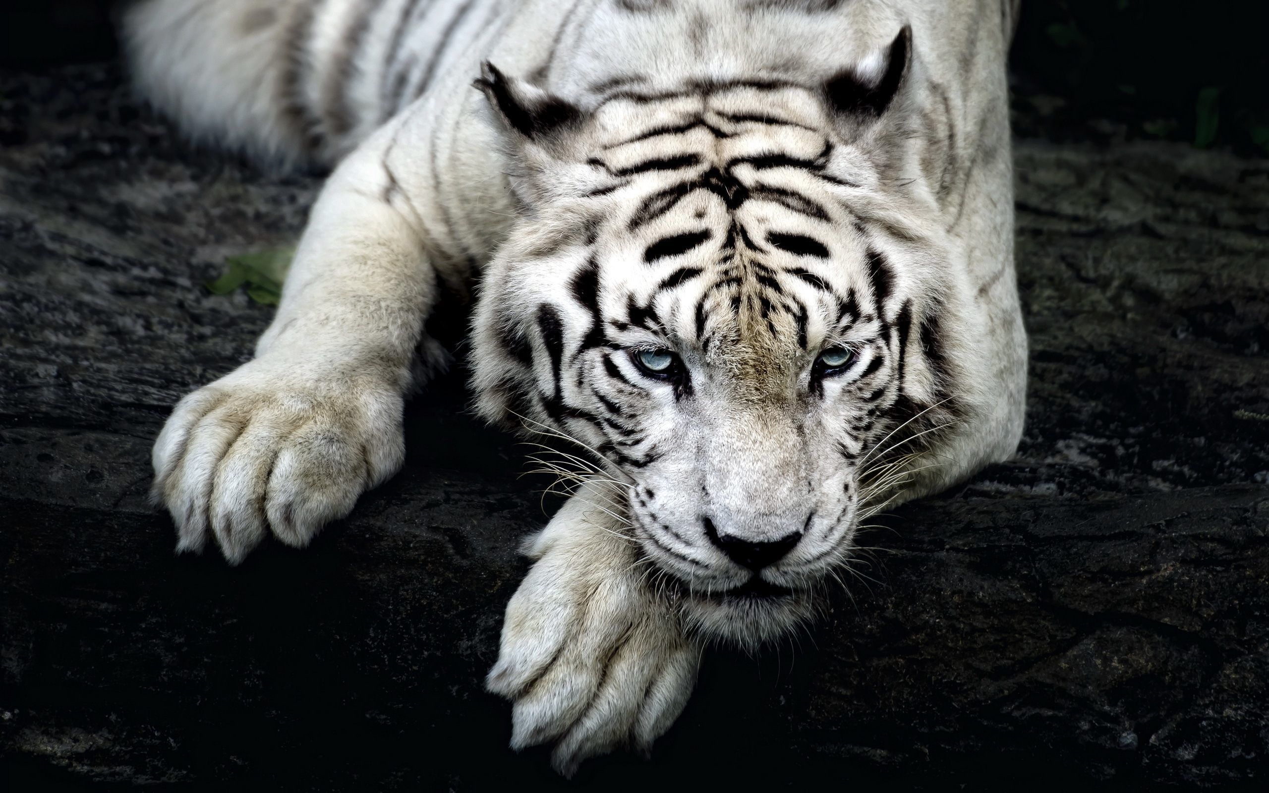 Black And White Tiger Wallpapers