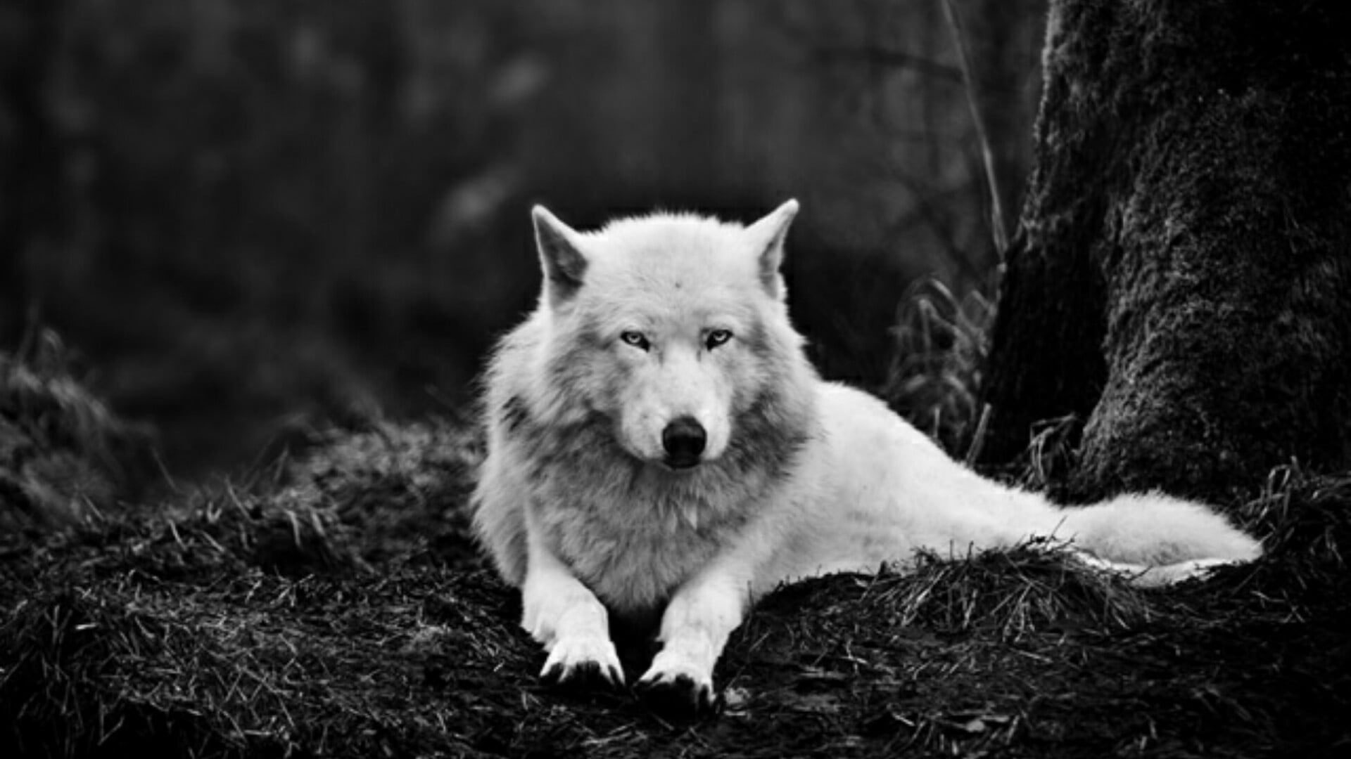 Black And White Wolves Wallpapers