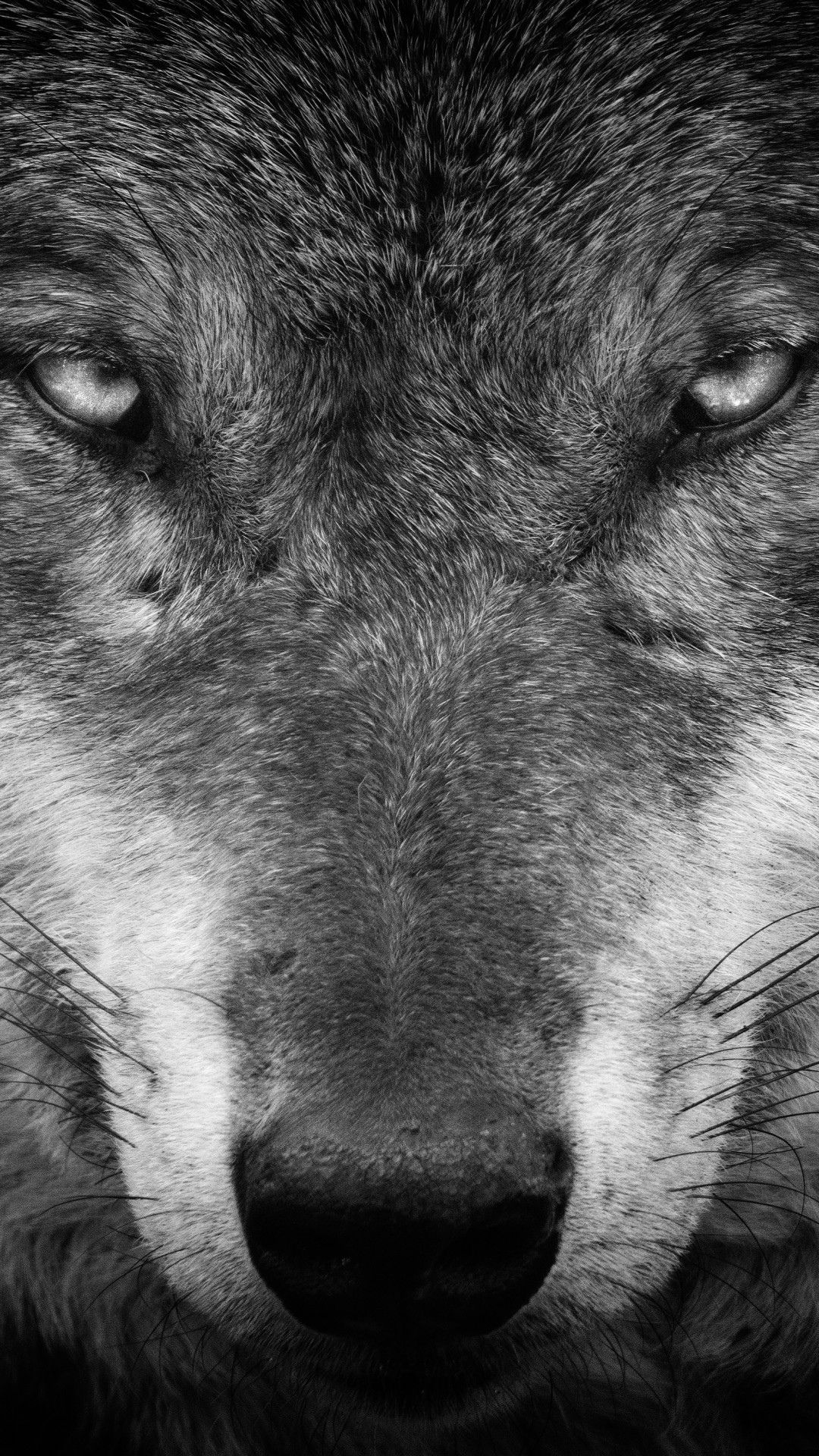 Black And White Wolves Wallpapers