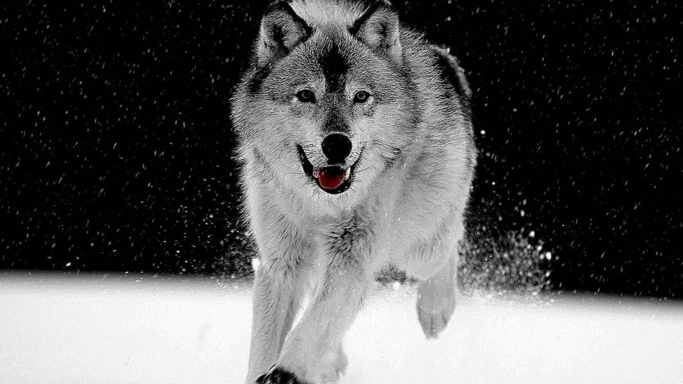 Black And White Wolves Wallpapers