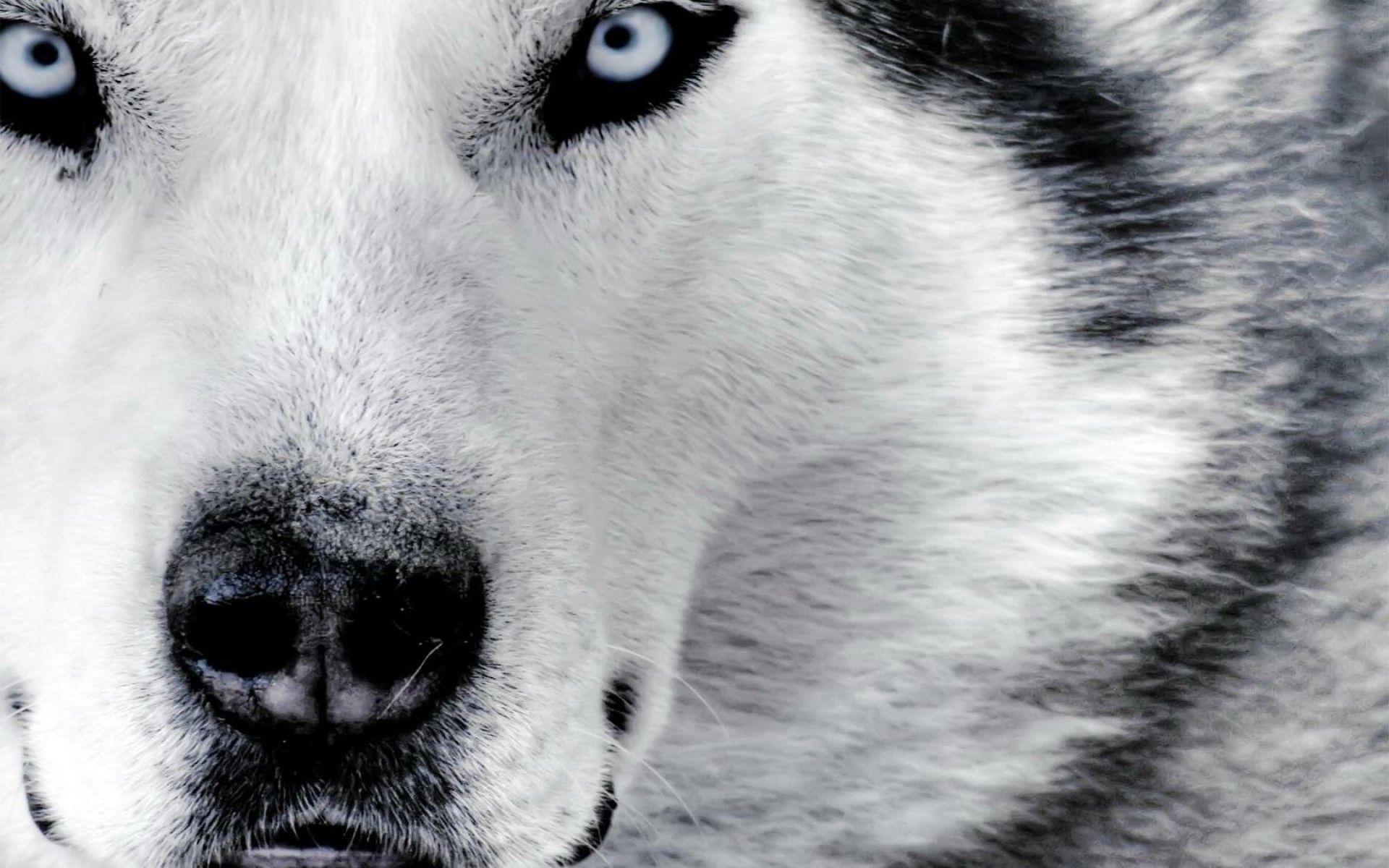 Black And White Wolves Wallpapers