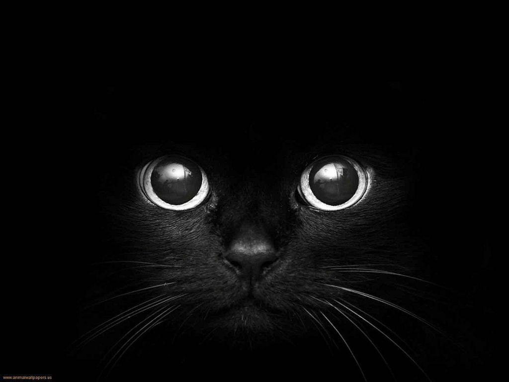 Black Cat Eye Wallpapers