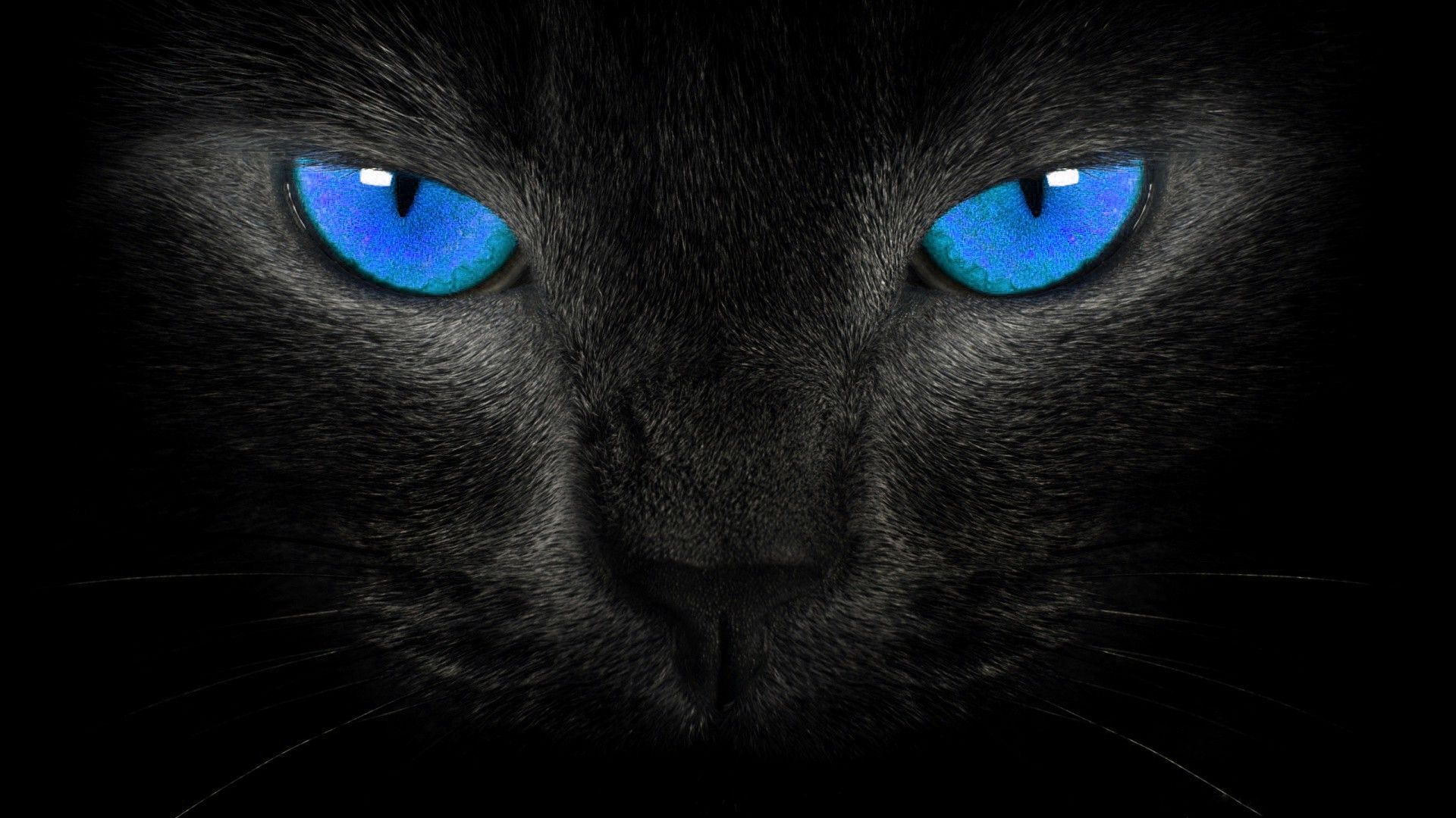 Black Cat Eye Wallpapers