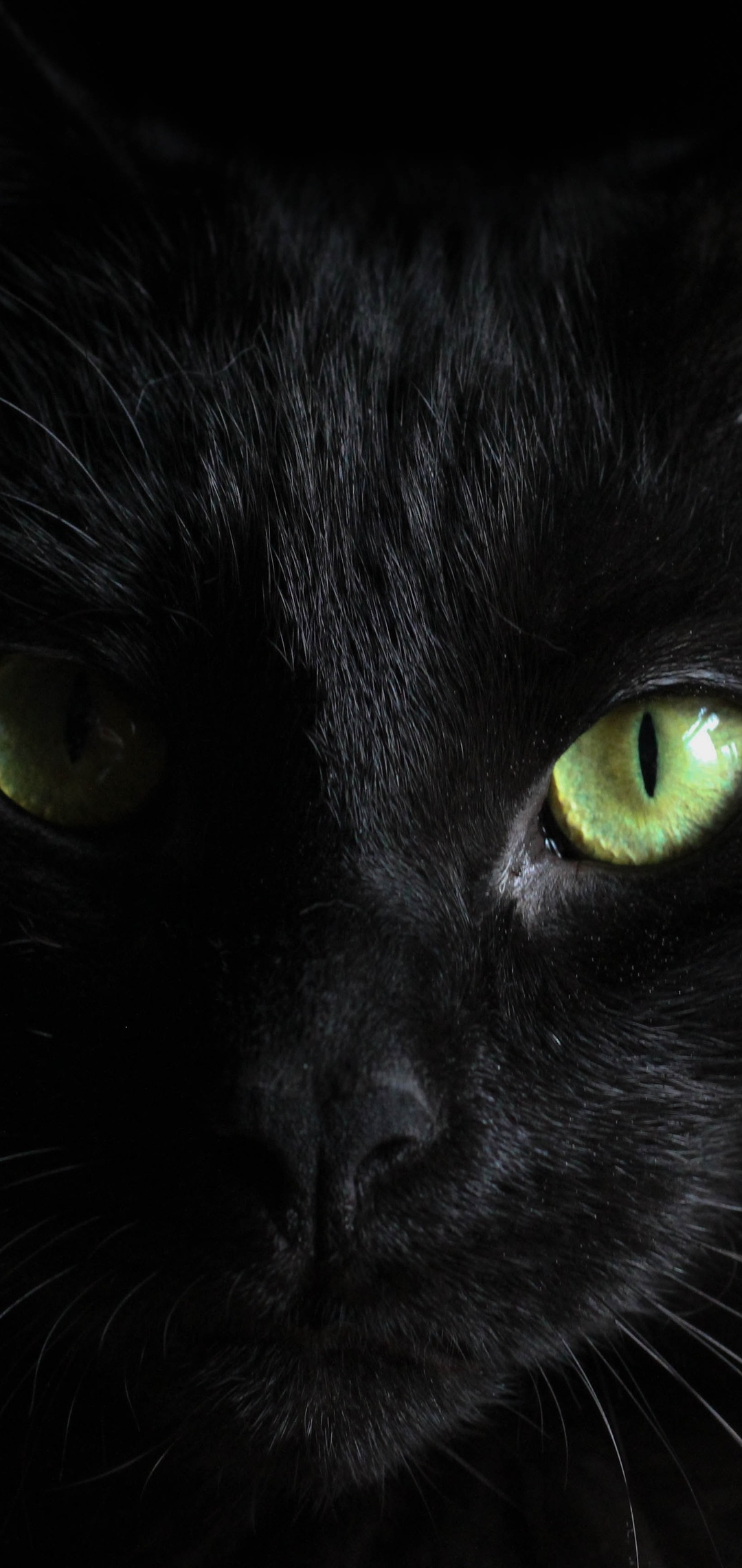 Black Cat Eye Wallpapers