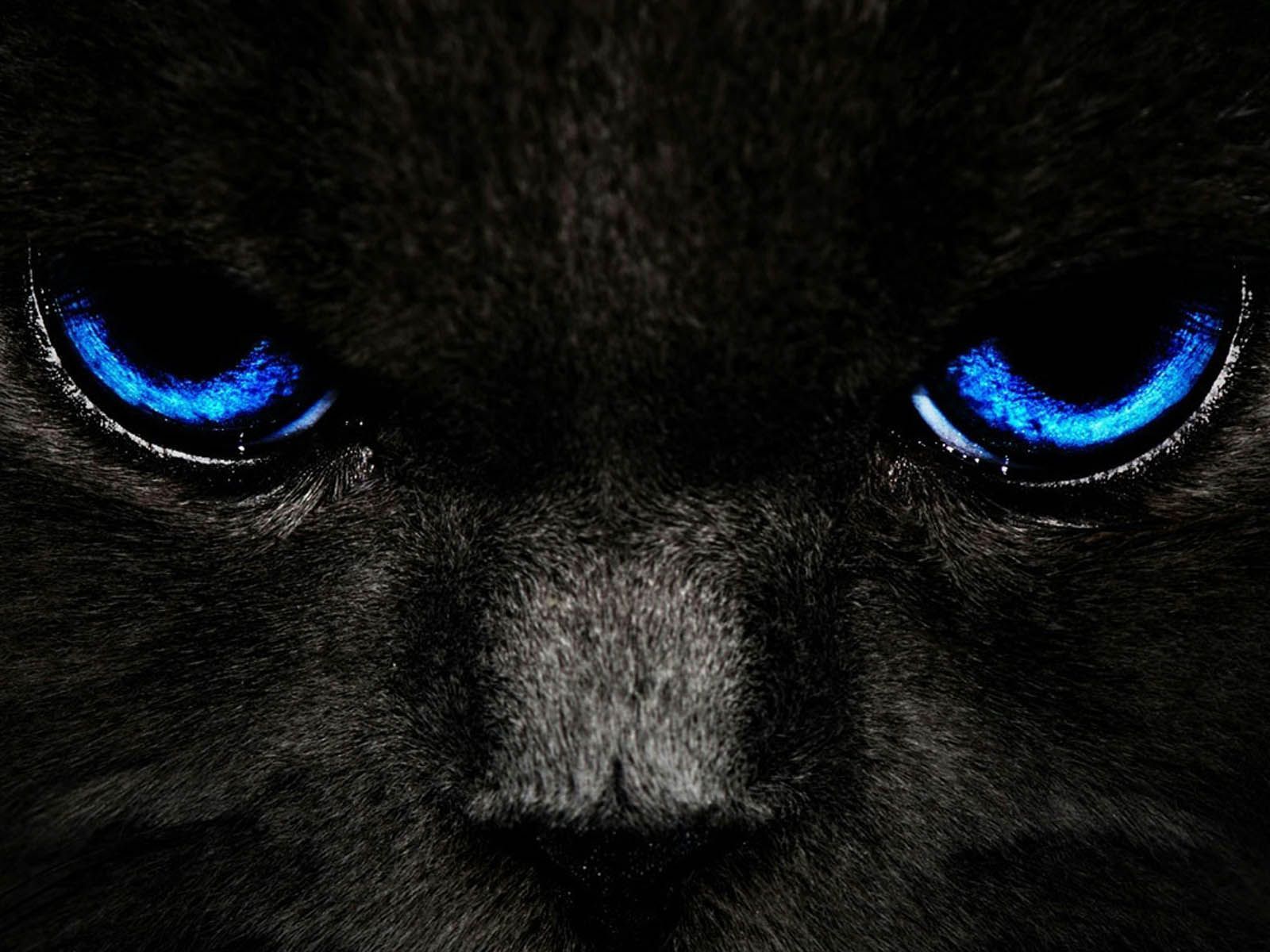 Black Cat Eye Wallpapers