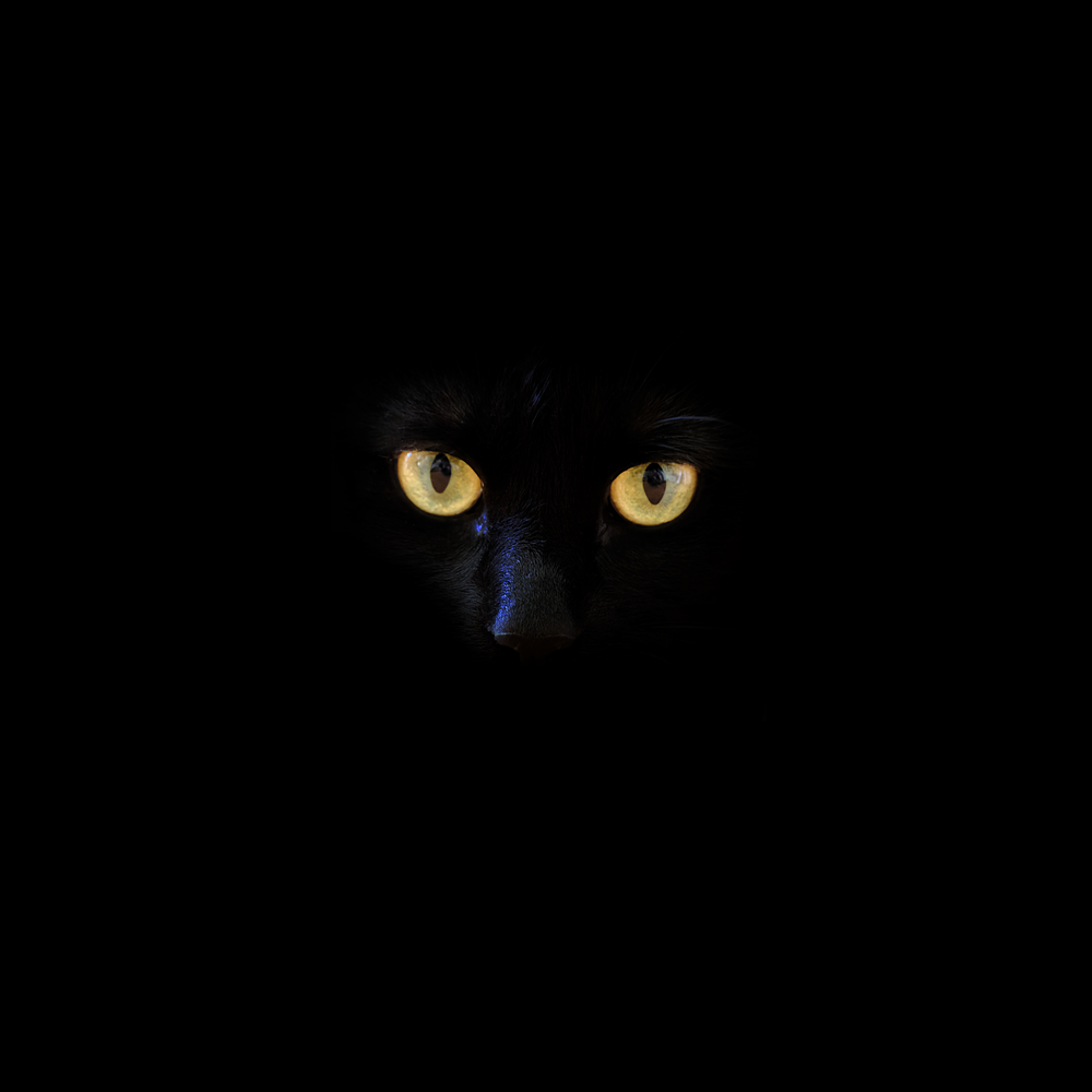 Black Cat Eye Wallpapers