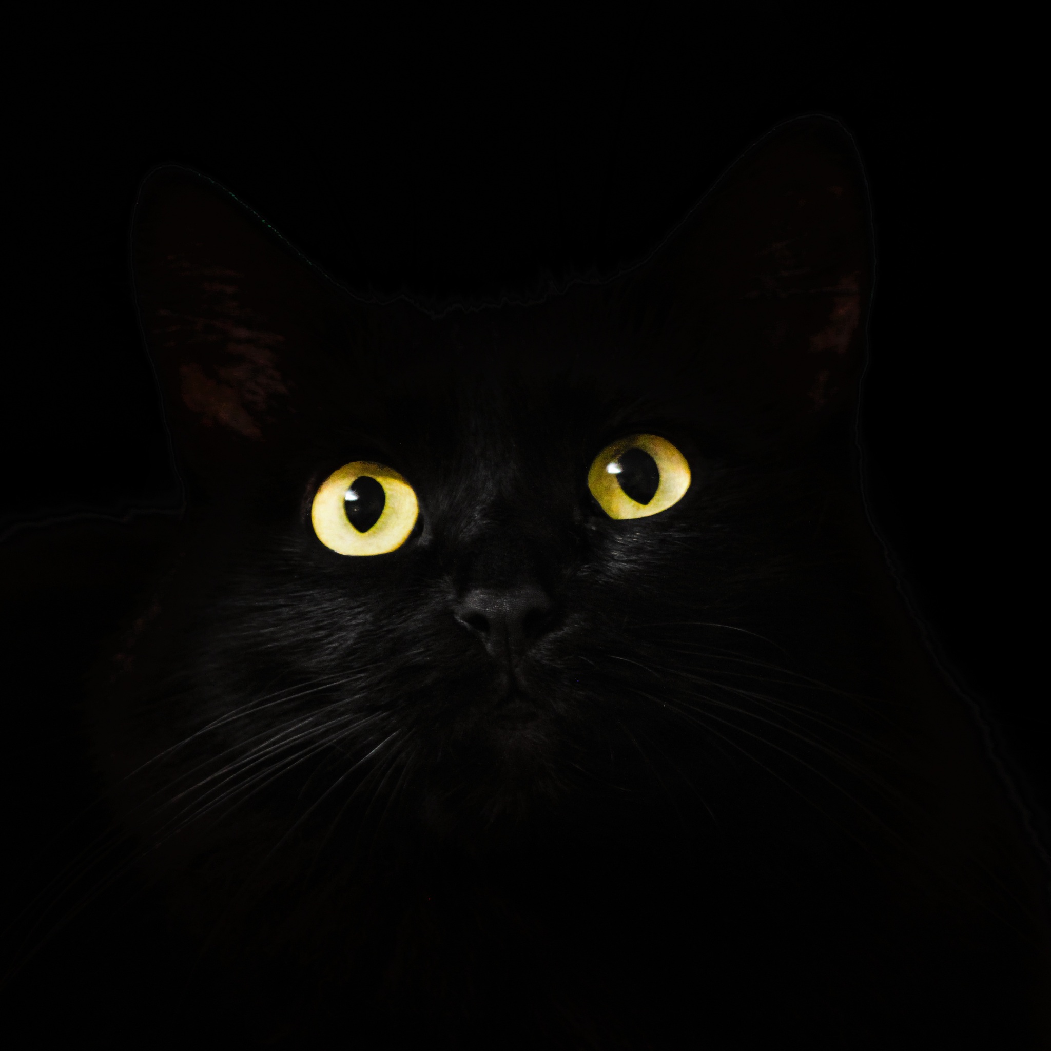 Black Cat Eye Wallpapers