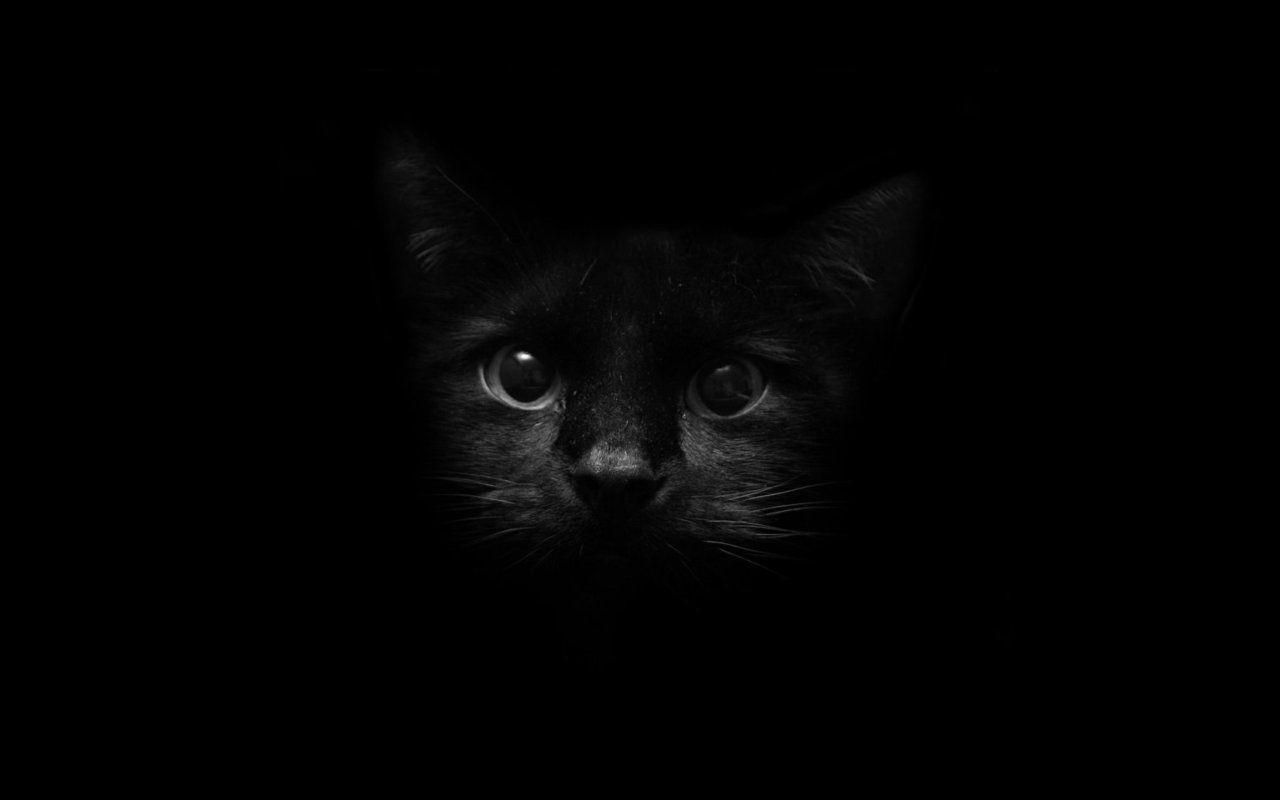 Black Cat Screensaver Wallpapers