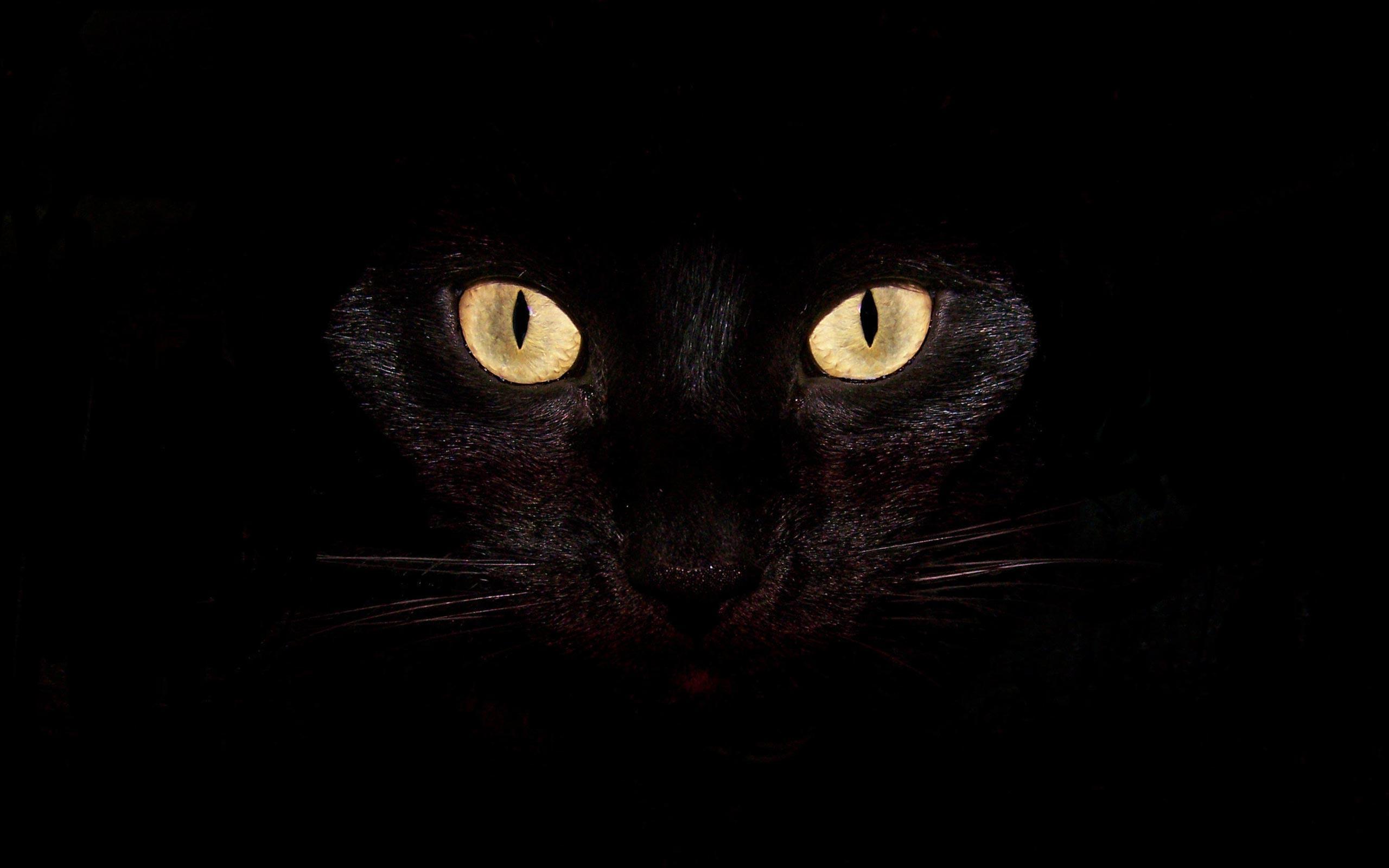 Black Cat Screensaver Wallpapers