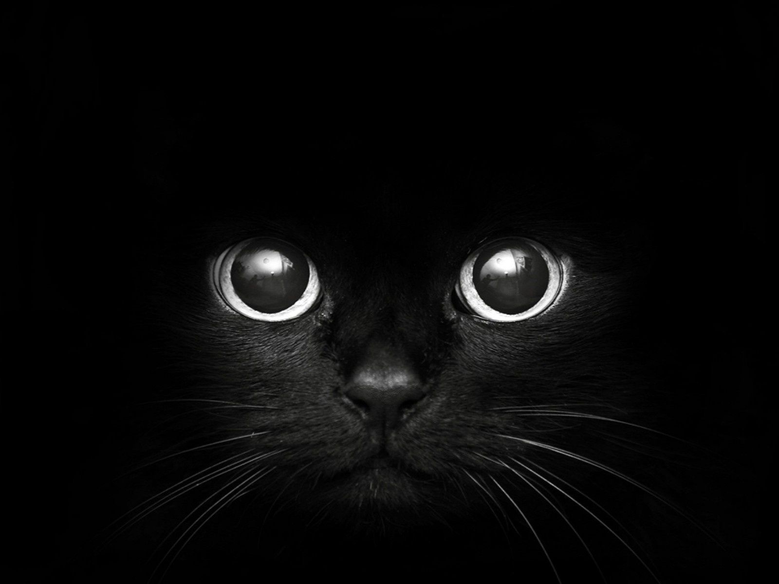 Black Cat Screensaver Wallpapers