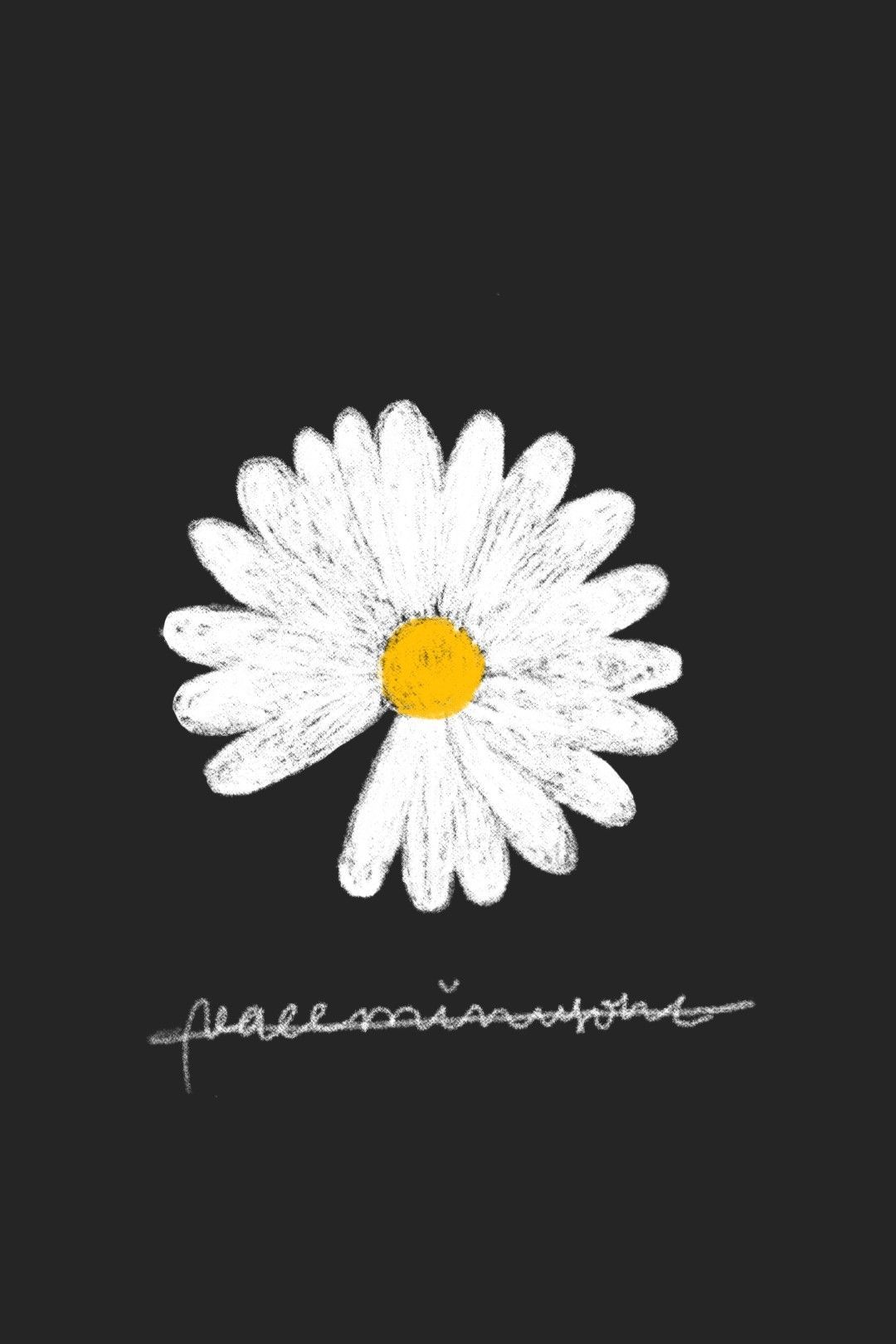 Black Daisy Wallpapers