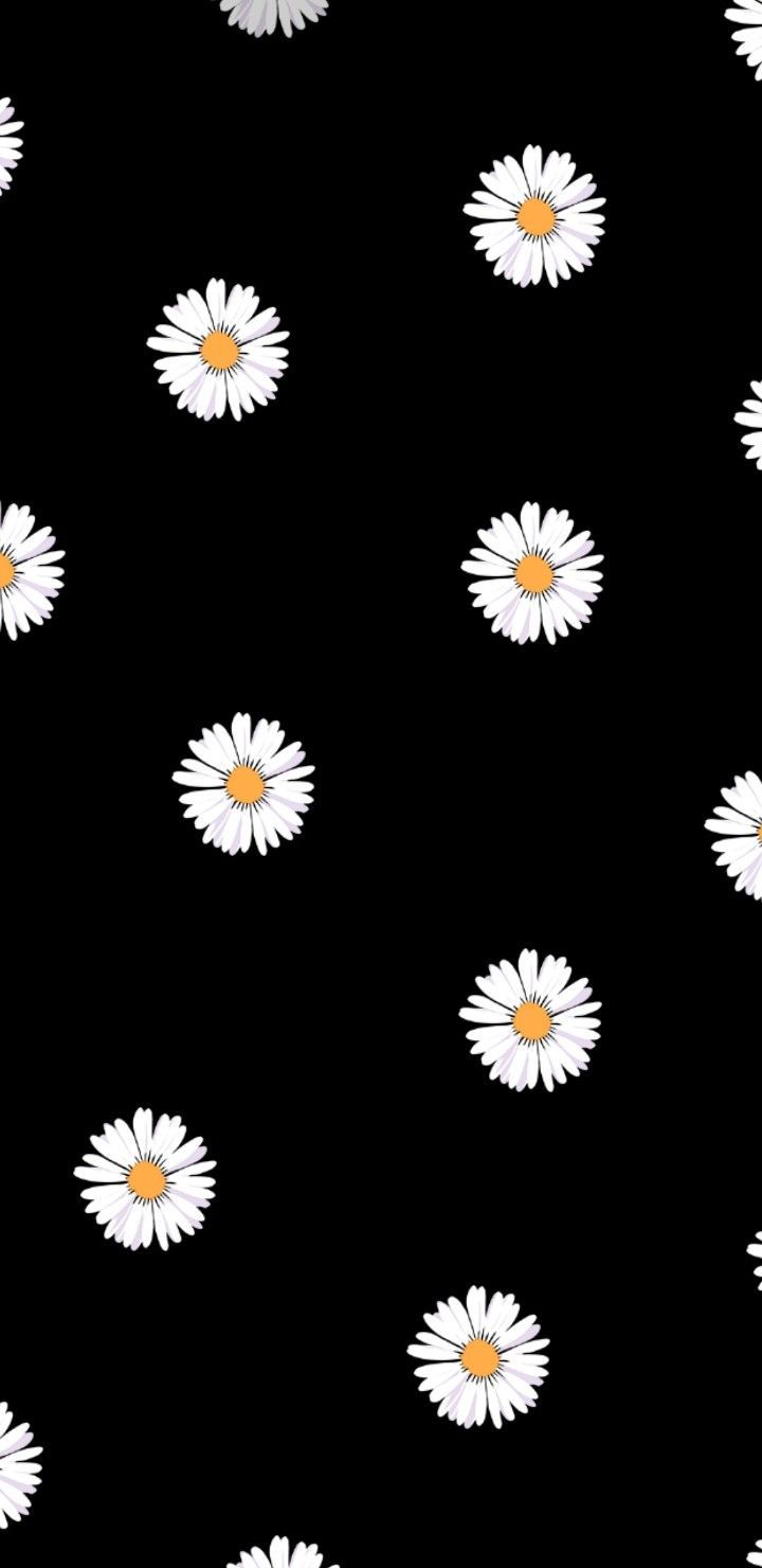 Black Daisy Wallpapers