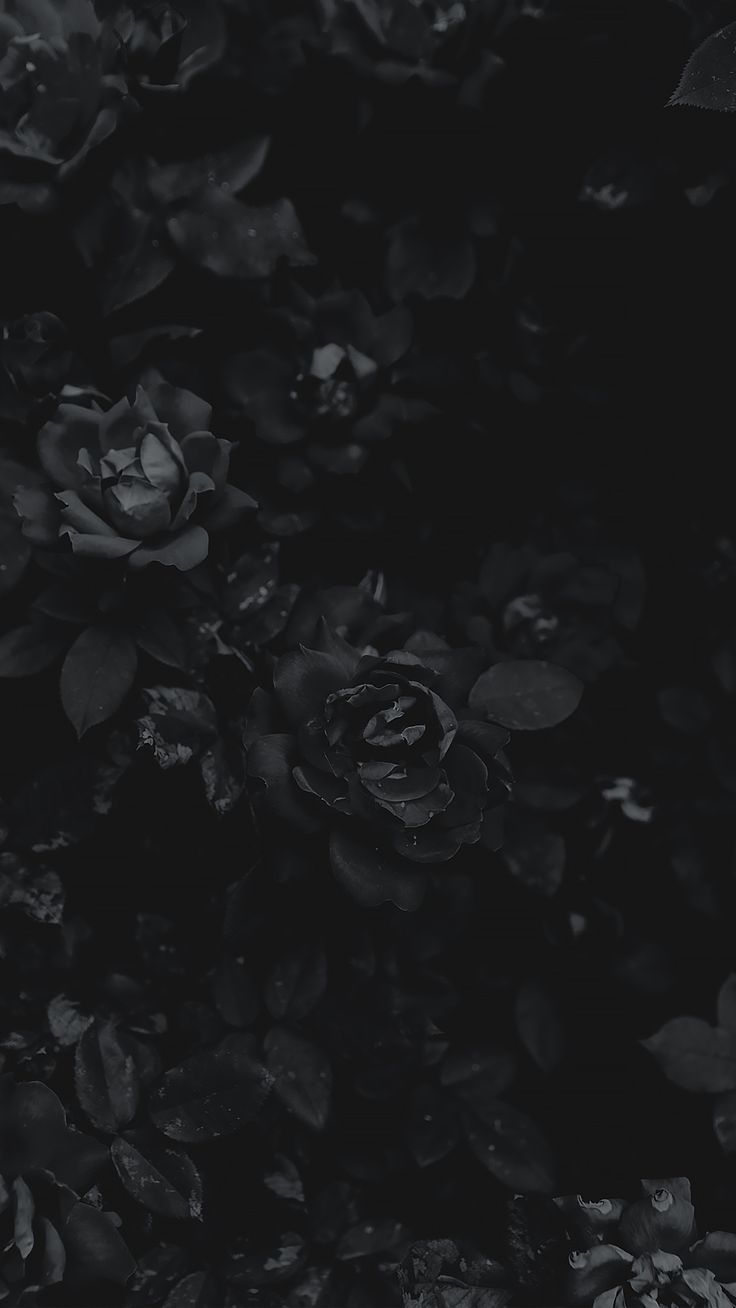 Black Flower Wallpapers