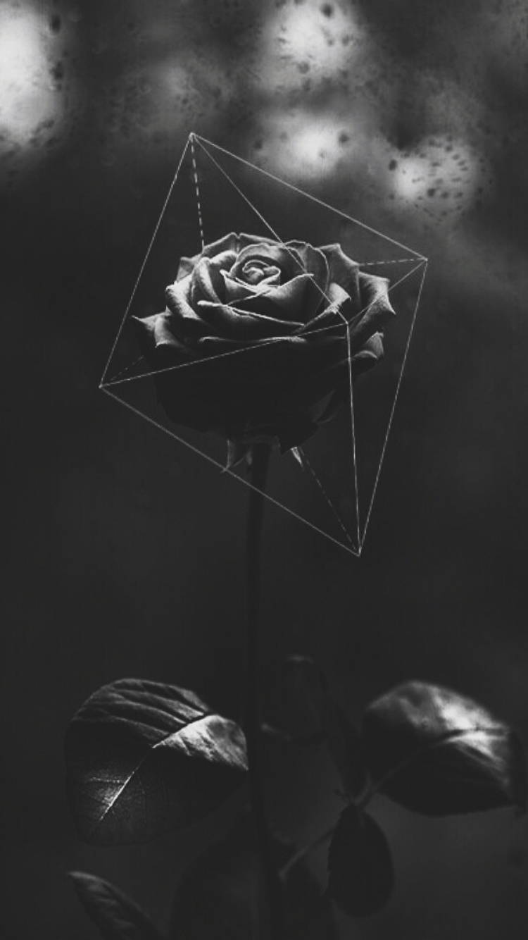 Black Flowers Aesthetic Wallpapers