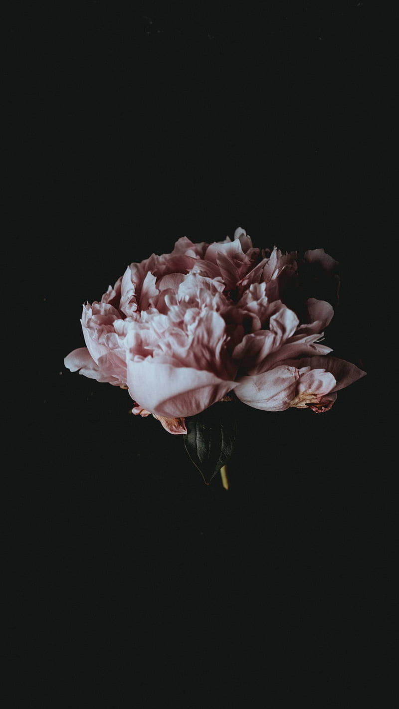 Black Flowers Aesthetic Wallpapers