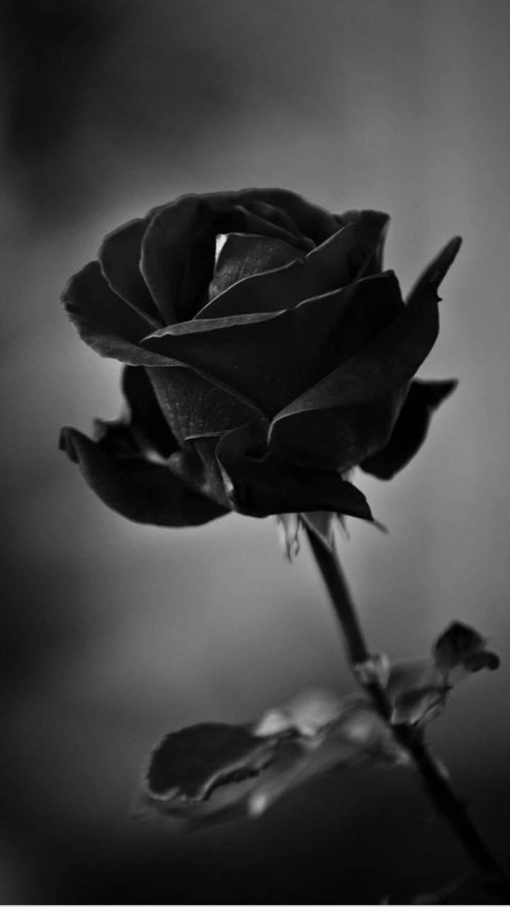 Black Flowers Aesthetic Wallpapers