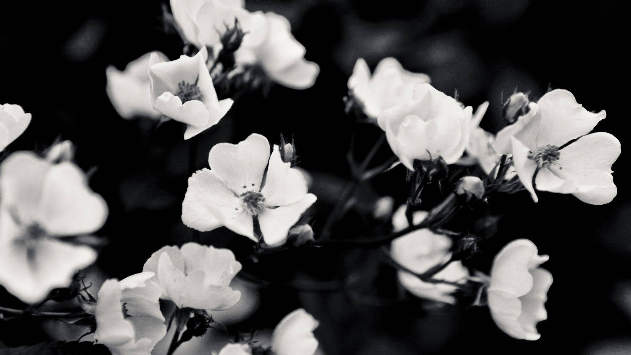 Black Flowers Aesthetic Wallpapers