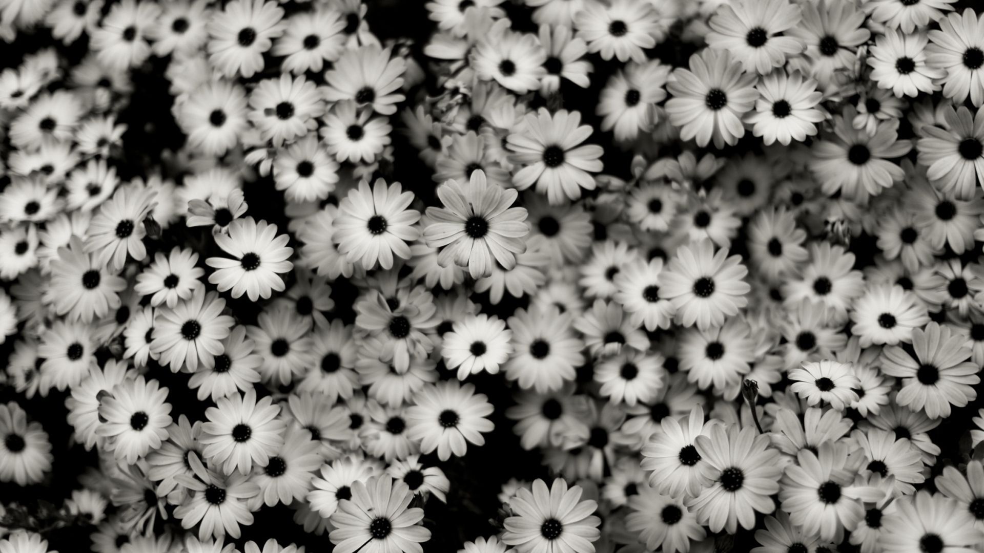 Black Flowers Aesthetic Wallpapers