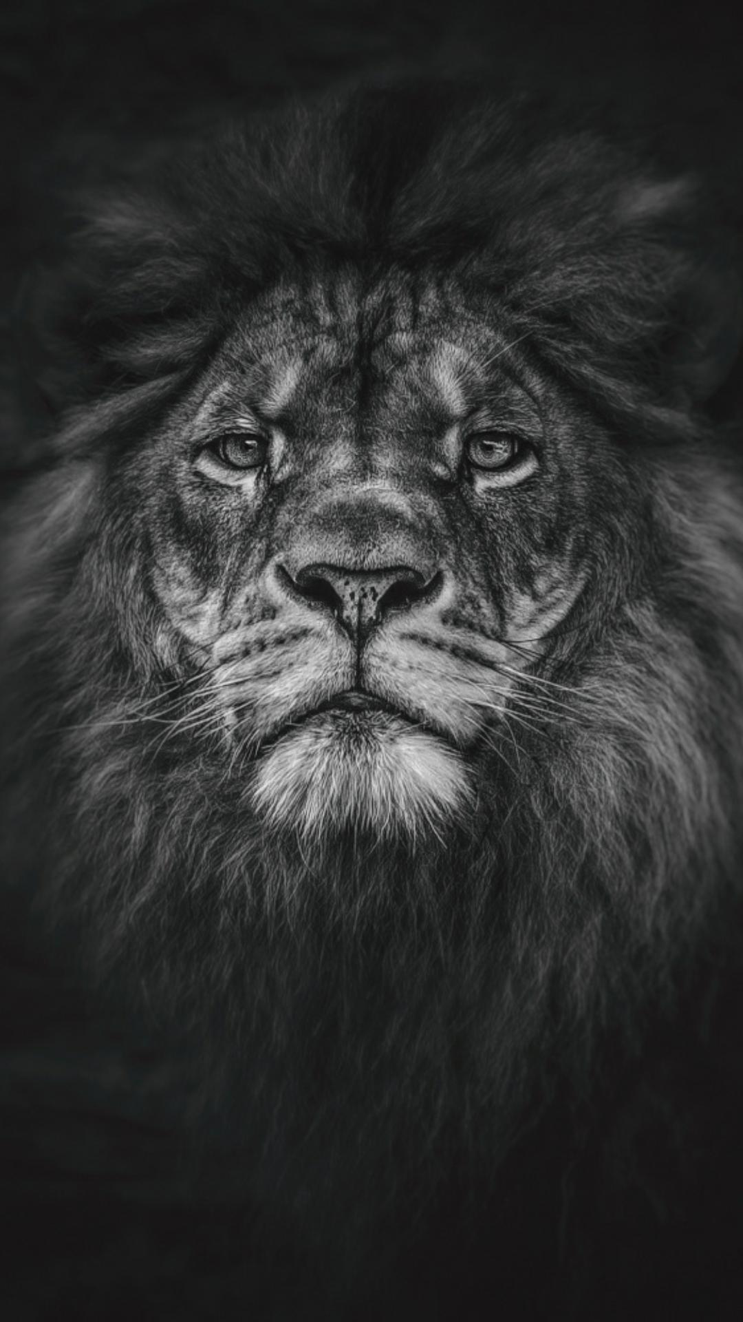 Black Lion Portrait Wallpapers