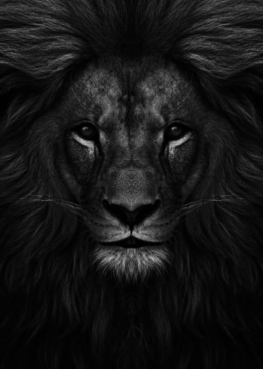 Black Lion Portrait Wallpapers