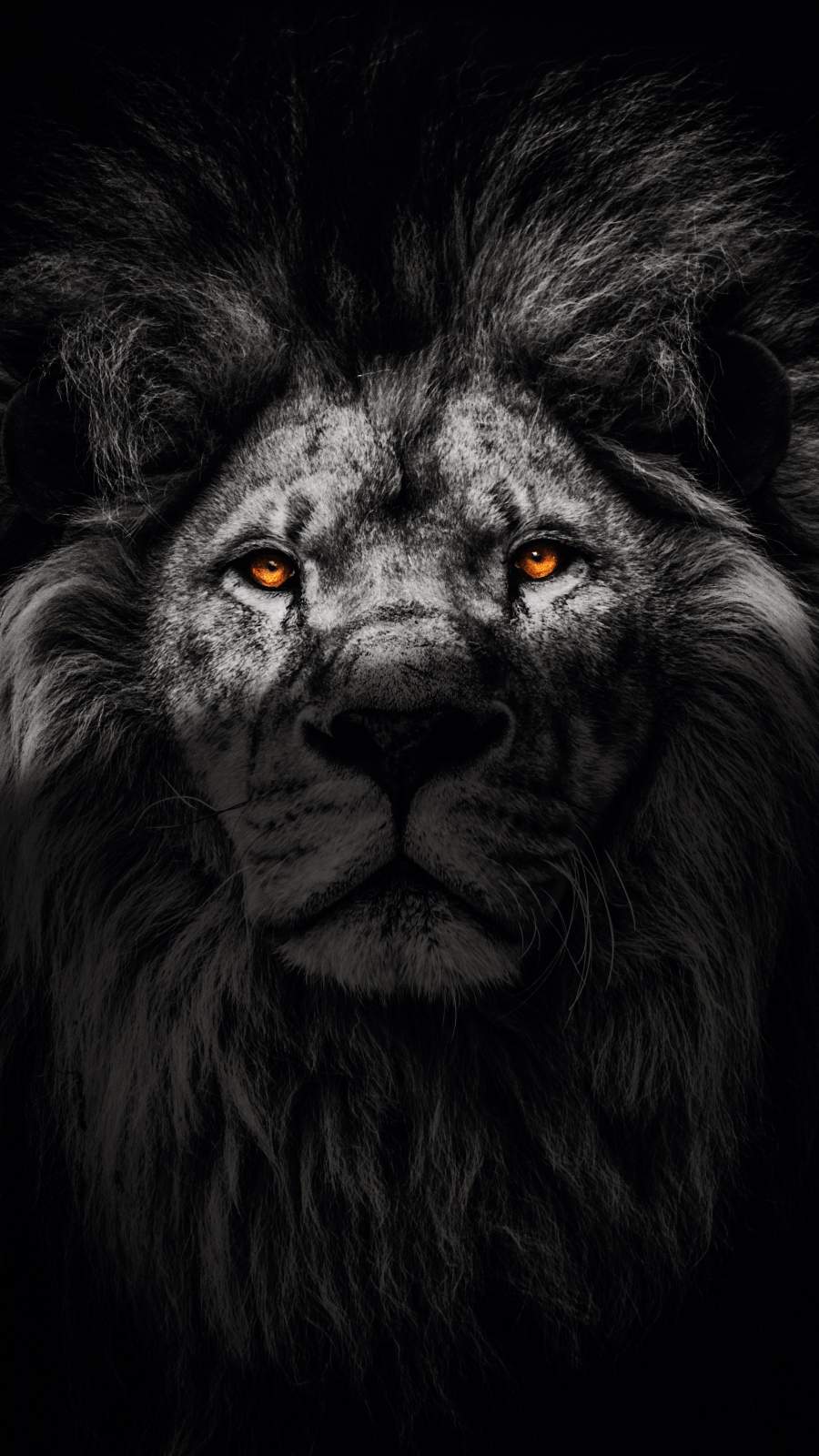 Black Lion Portrait Wallpapers