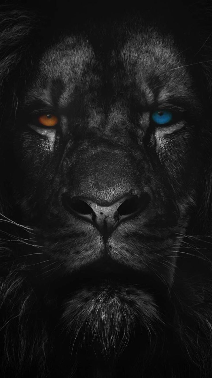 Black Lion Portrait Wallpapers