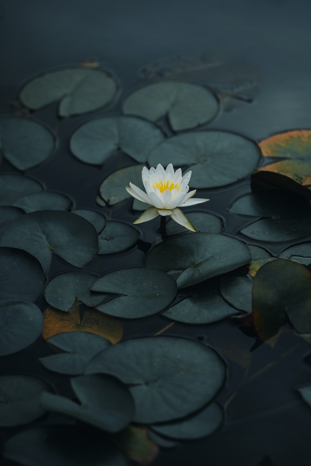 Black Lotus Wallpapers