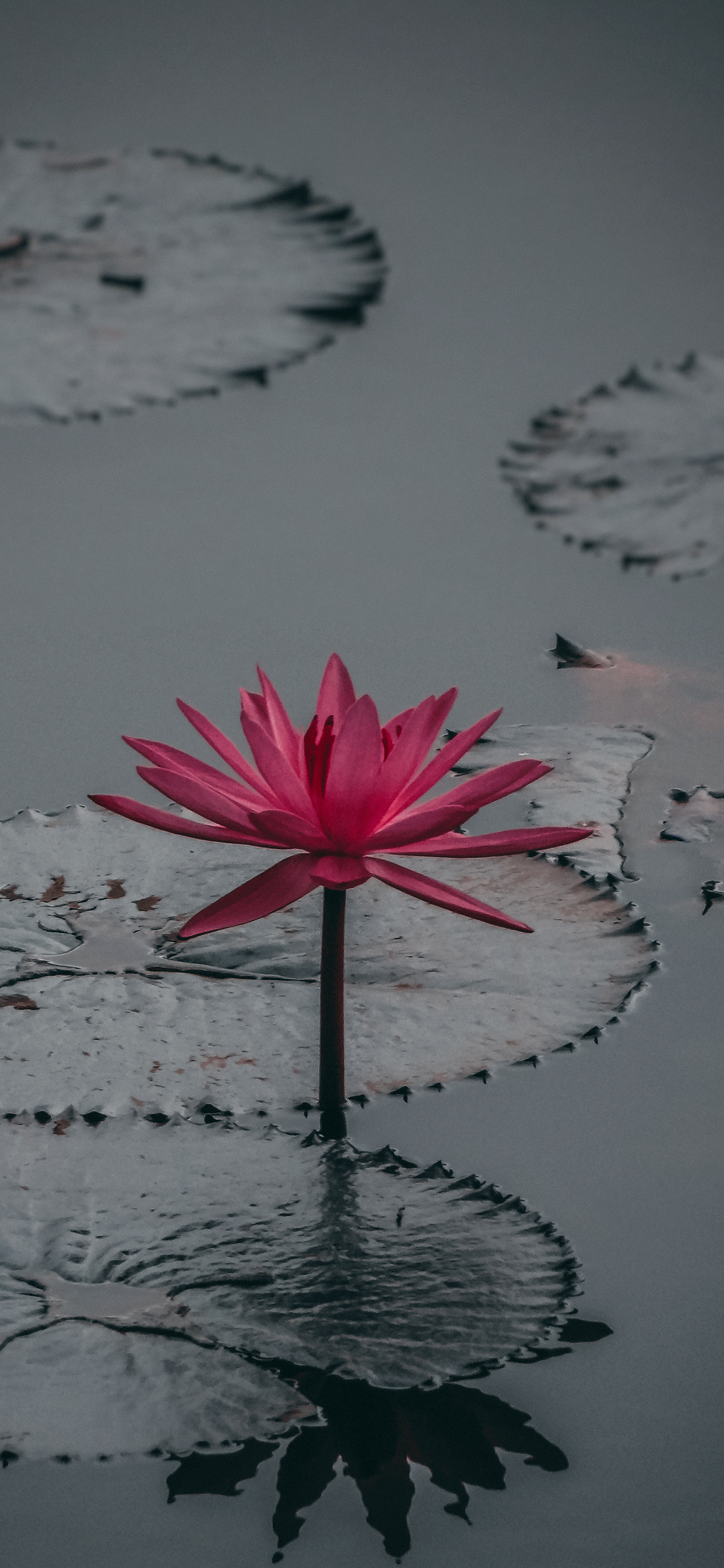 Black Lotus Wallpapers