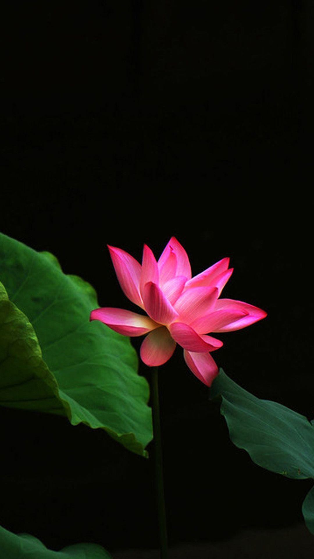 Black Lotus Wallpapers