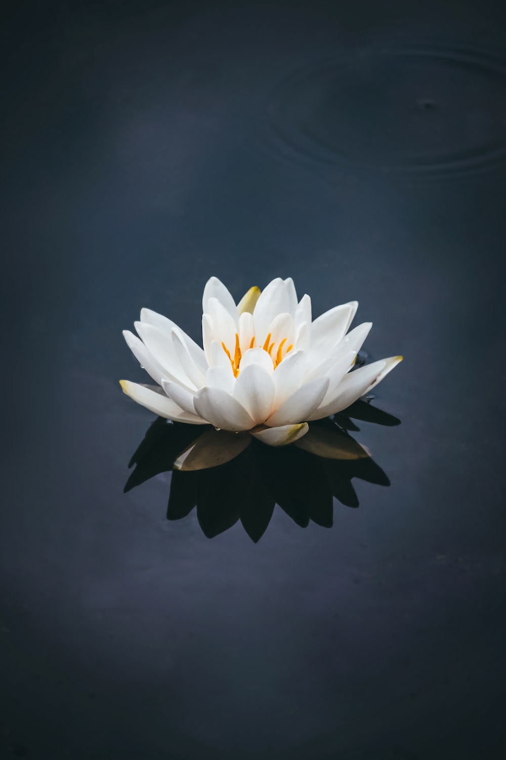 Black Lotus Wallpapers